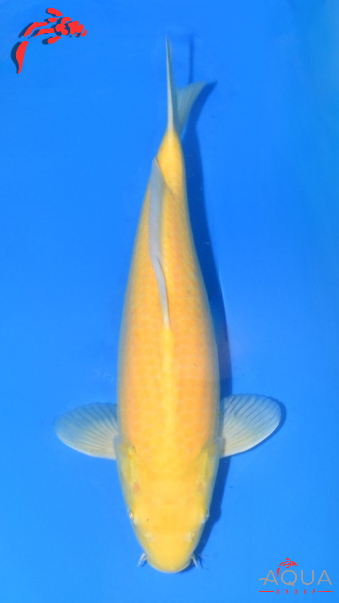 Karashigoi - Ogata (KONISHI Blood) - Jumbo Tosai #03 - Aqua Group