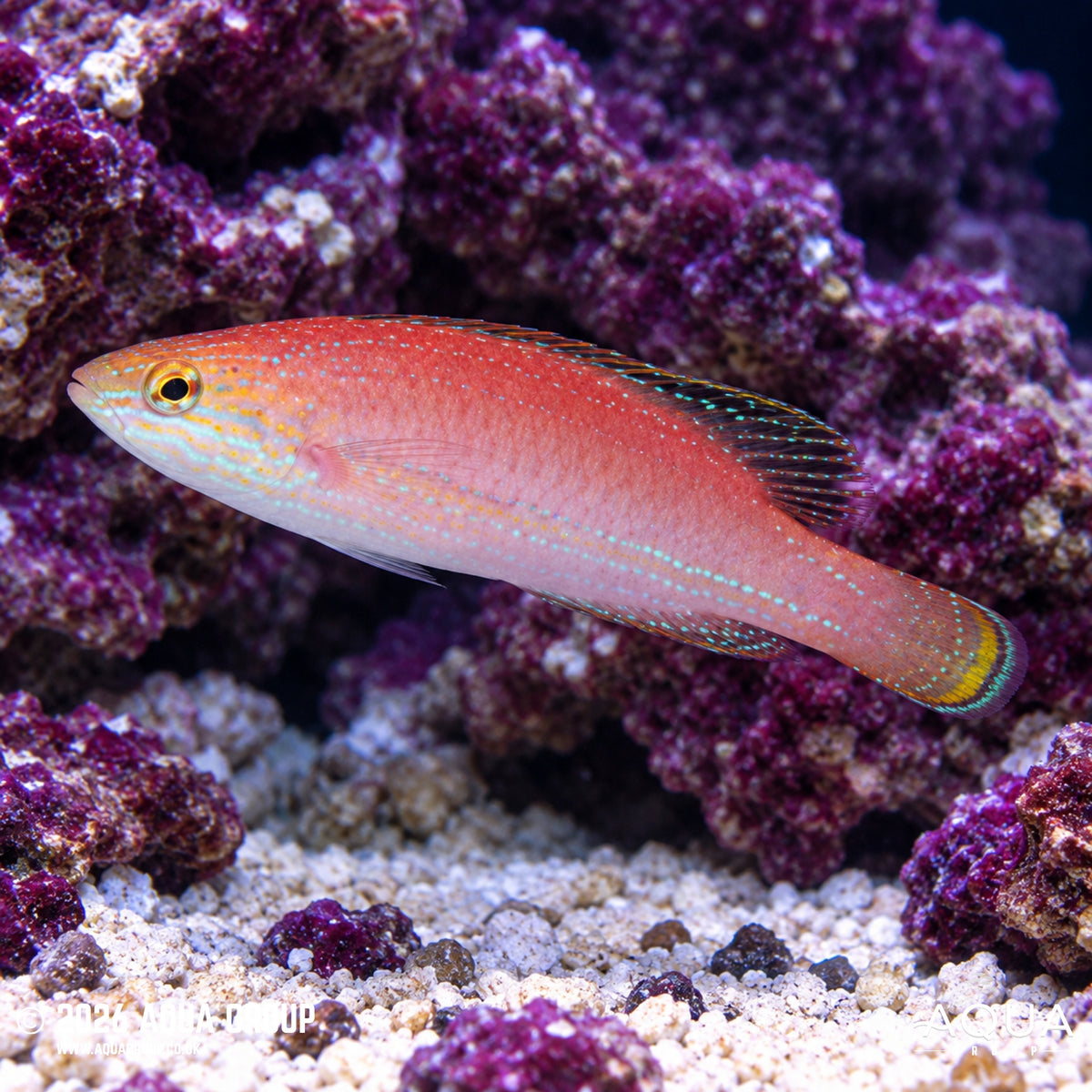 Kato Fairy Wrasse - Cirrhilabrus katoi