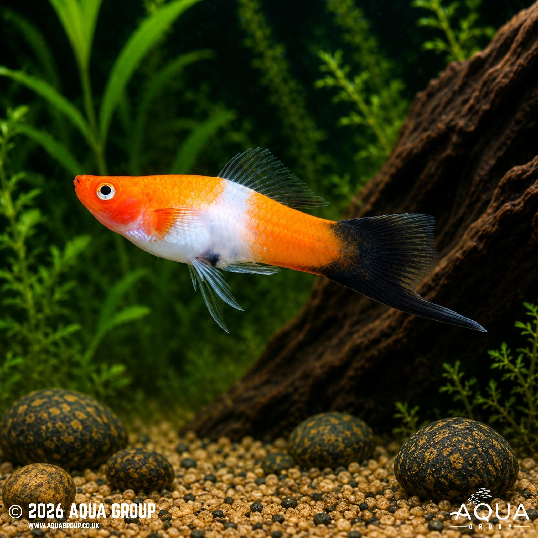 Kohaku Wag Swordtail - Xiphophorus hellerii