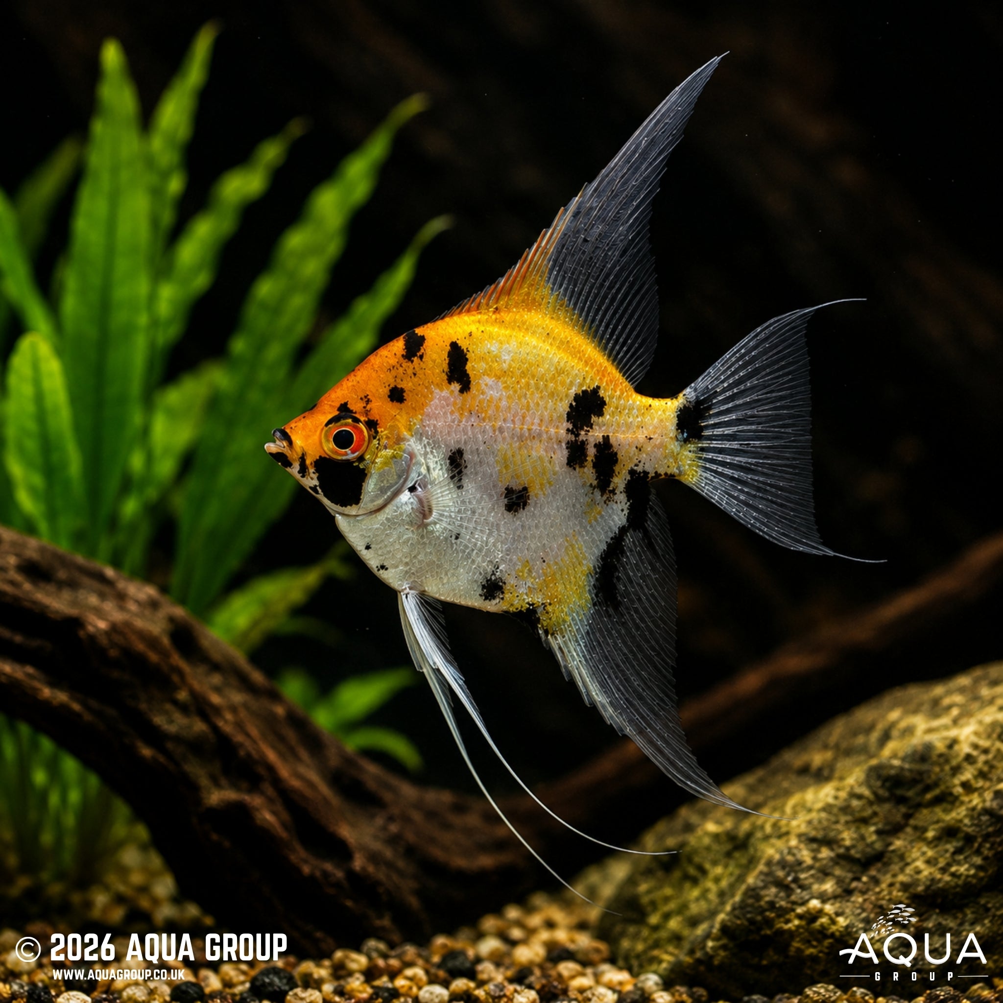 Koi Angelfish - Pterophyllum scalare - Aqua Group