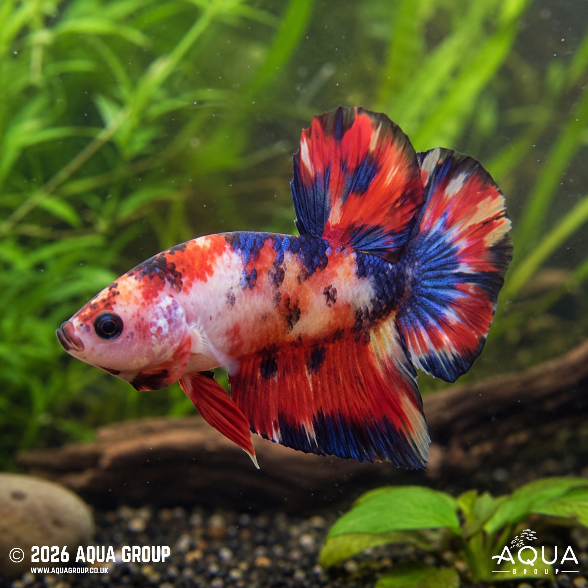 Koi Fire Tail Plakat - Betta splendens #13