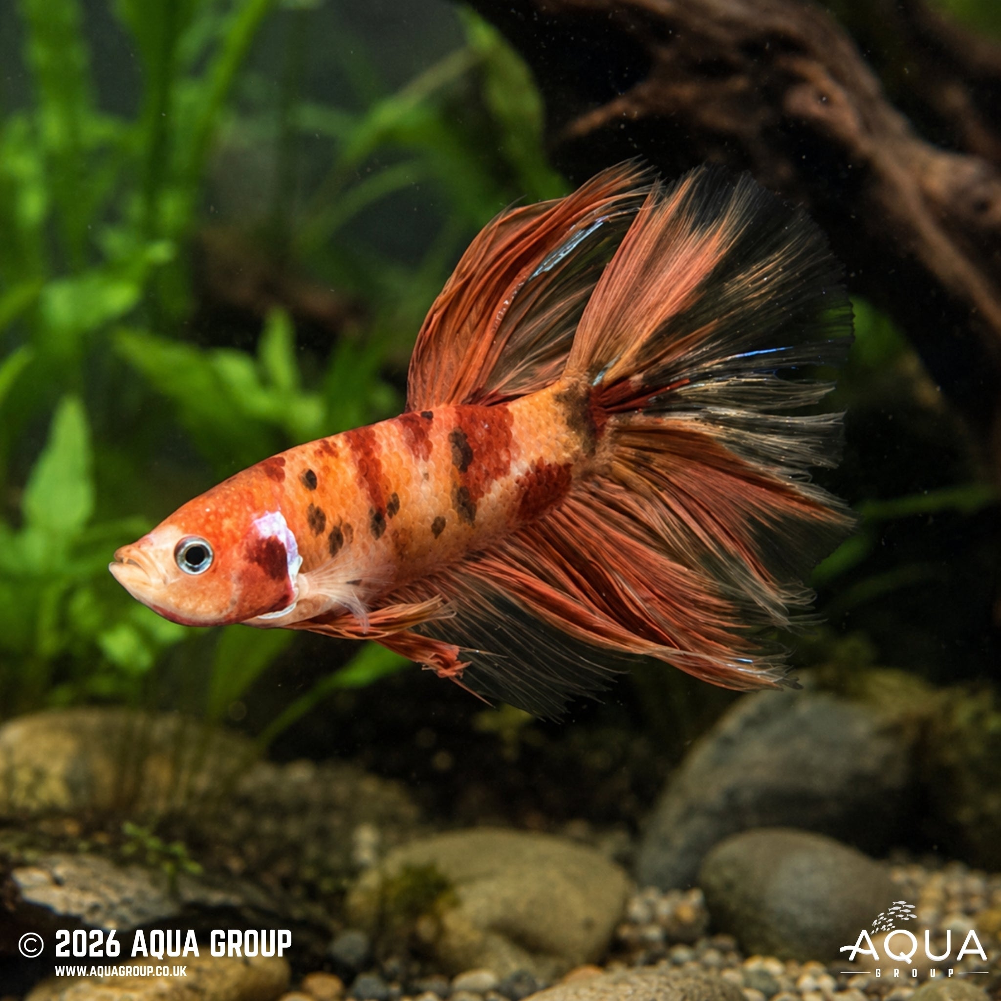 Koi Halfmoon Betta - Betta splendens #1