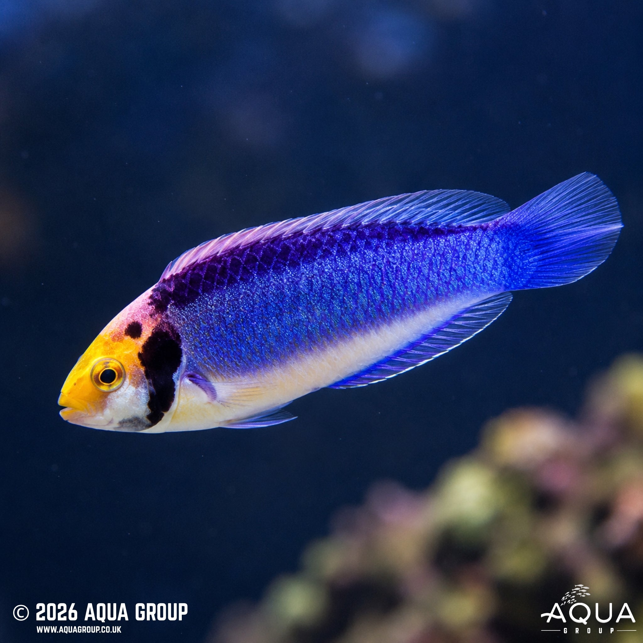 Koi Dwarf Parrot - Cirrhilabrus Solorensis - Male - Aqua Group