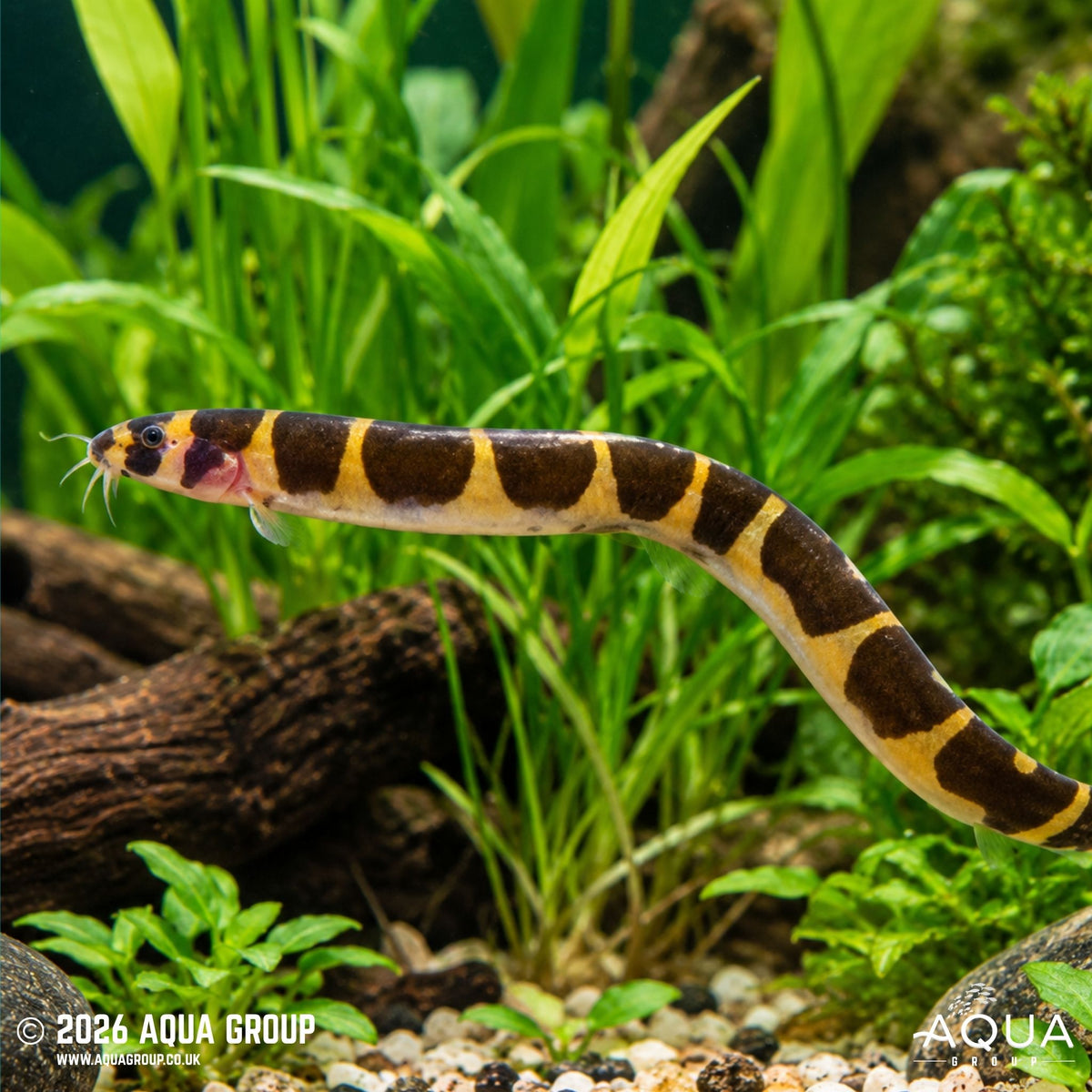 Kuhli Loach - Pangio semicincta