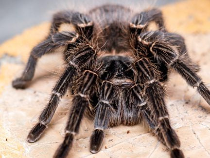 Lasiodora Parahybana- Salmon Pink- Sling