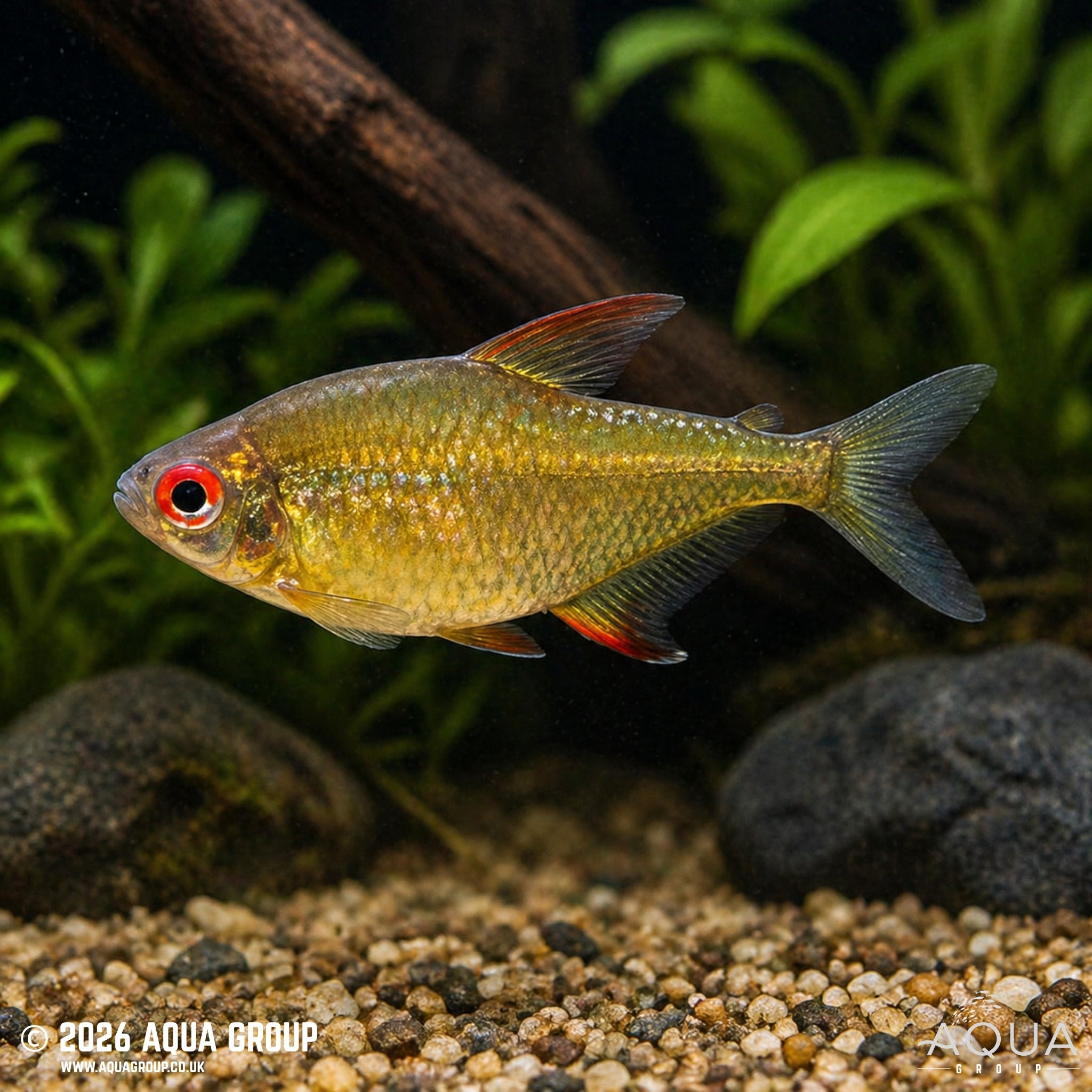 Lemon Tetra-Orange Bolivian - Hyphessobrycon pulchripinnis