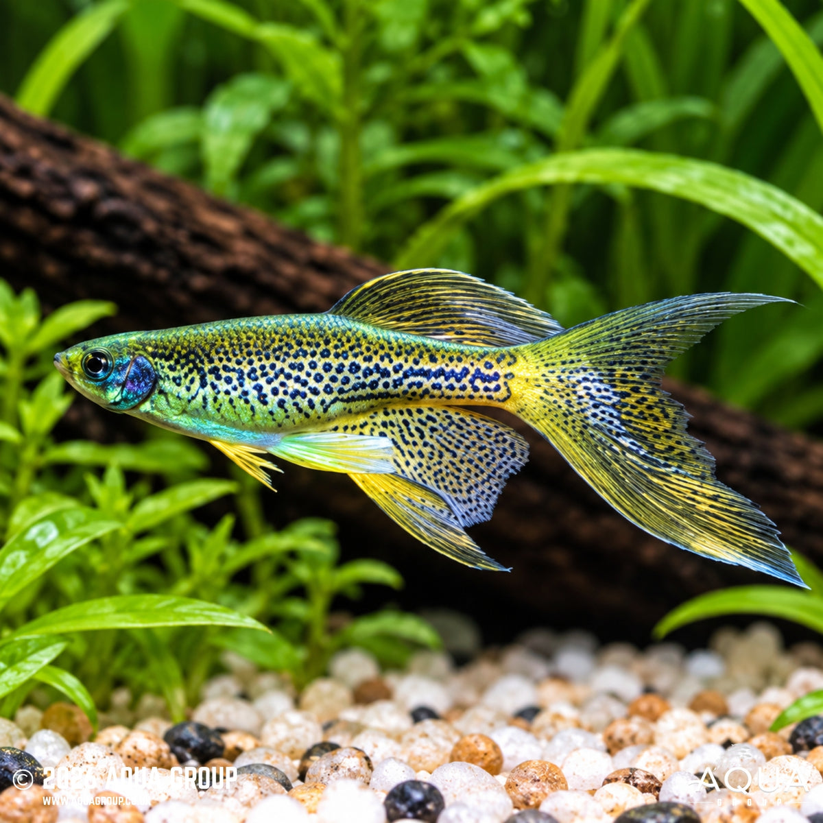 Leopard Danio - Long Fin - Danio rerio