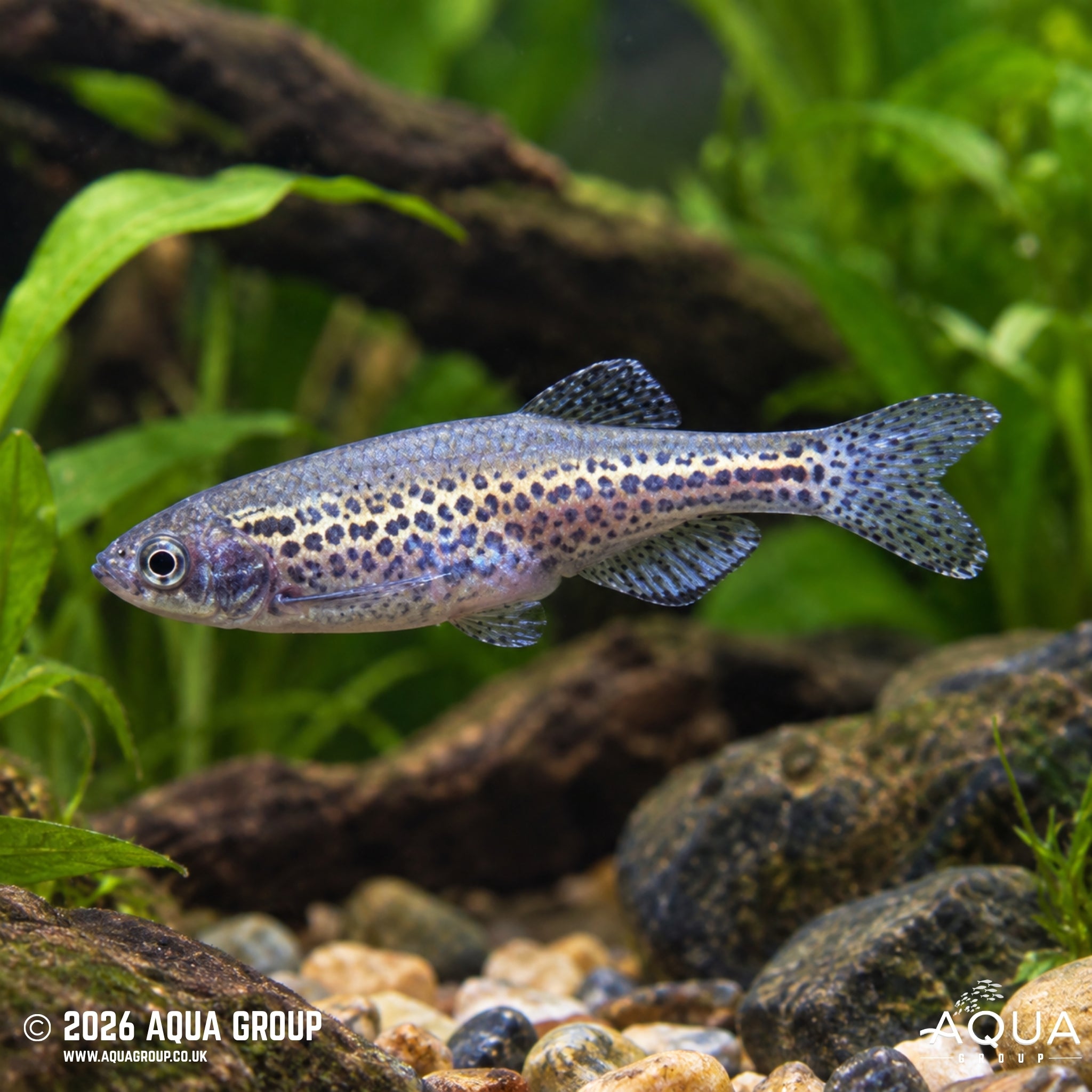 Leopard Danio - Short Fin - Danio rerio