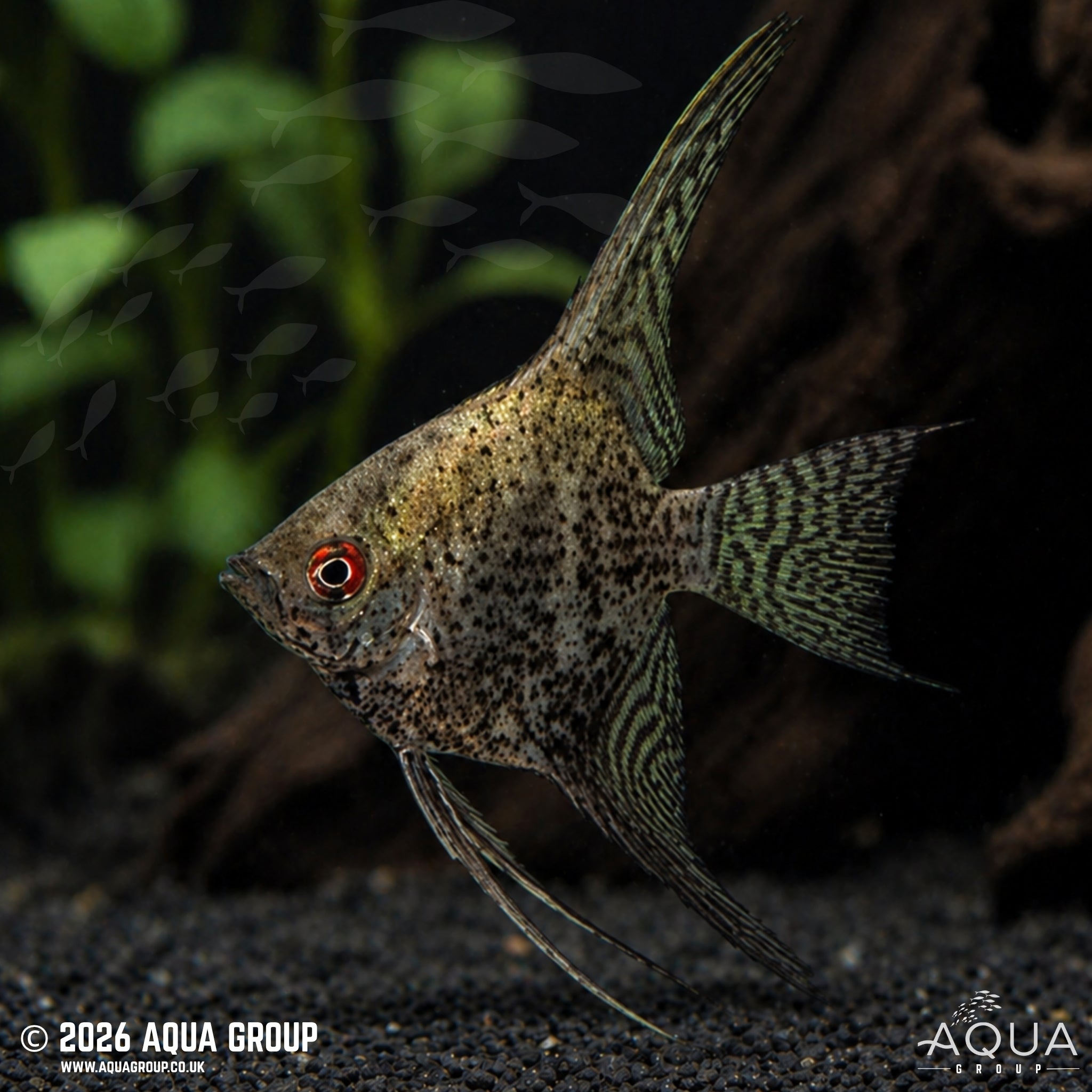 Leopard Angelfish - Pterophyllum scalare