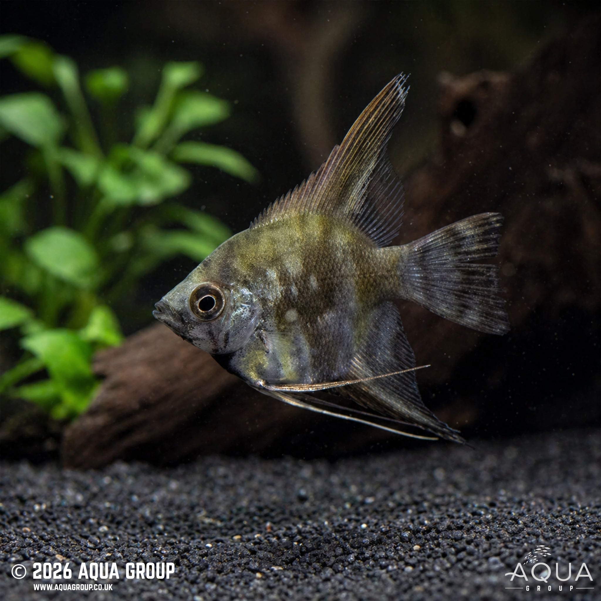 Leopard Angelfish - Pterophyllum scalare