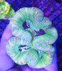 Lime Green Trachyphyllia