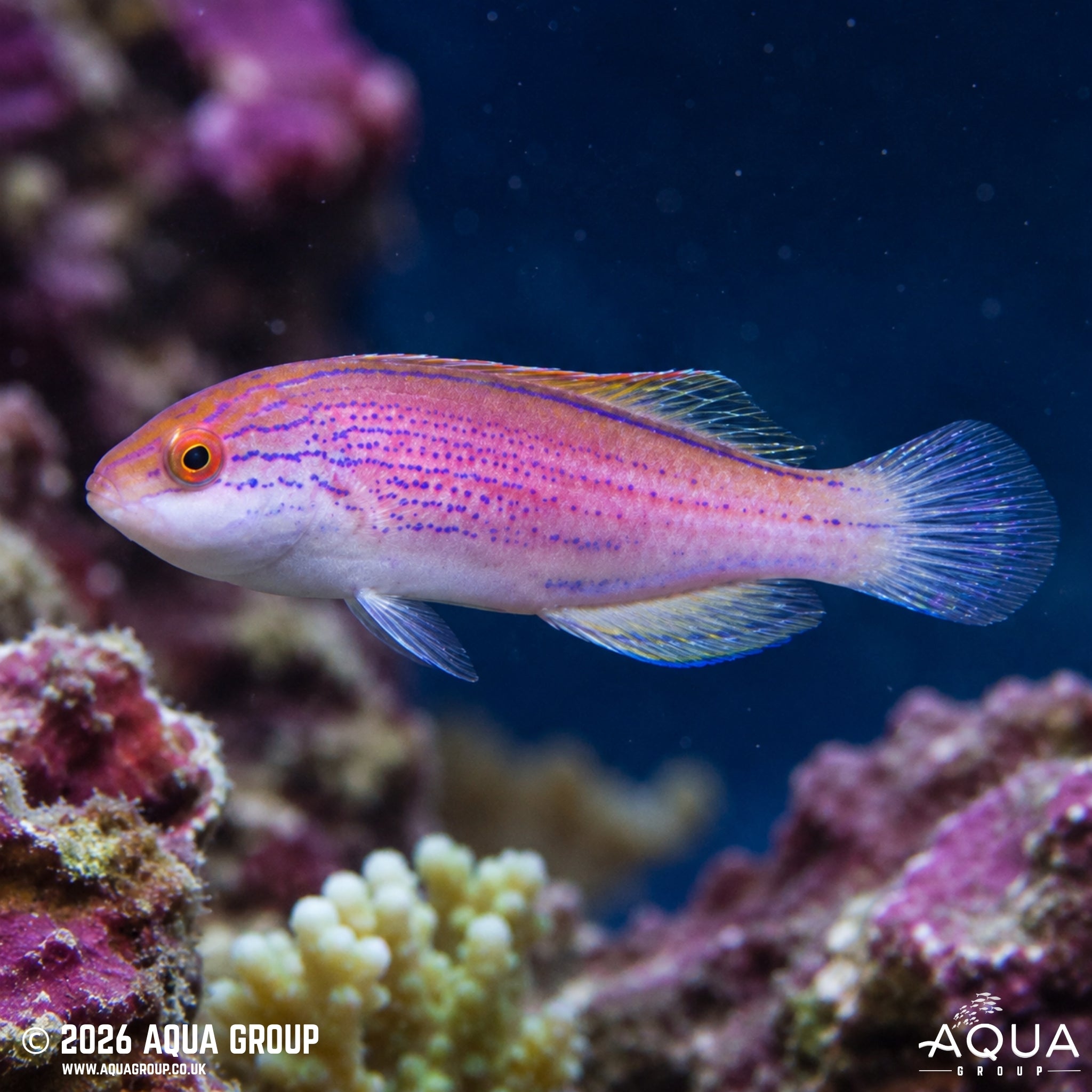 Lineatus Wrasse - Cirrhilabrus lineatus - Aqua Group