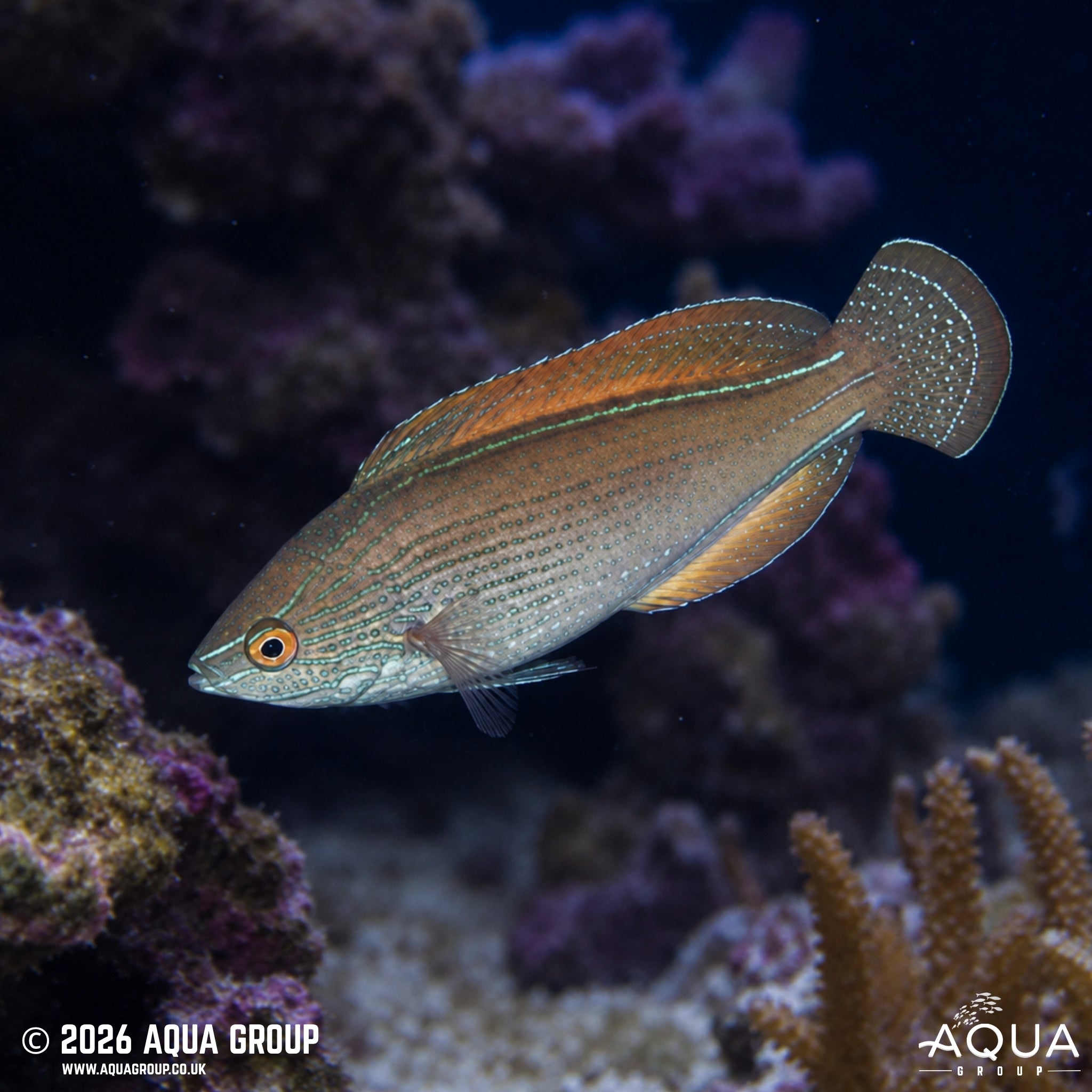 Lineatus Wrasse - Cirrhilabrus lineatus - Aqua Group