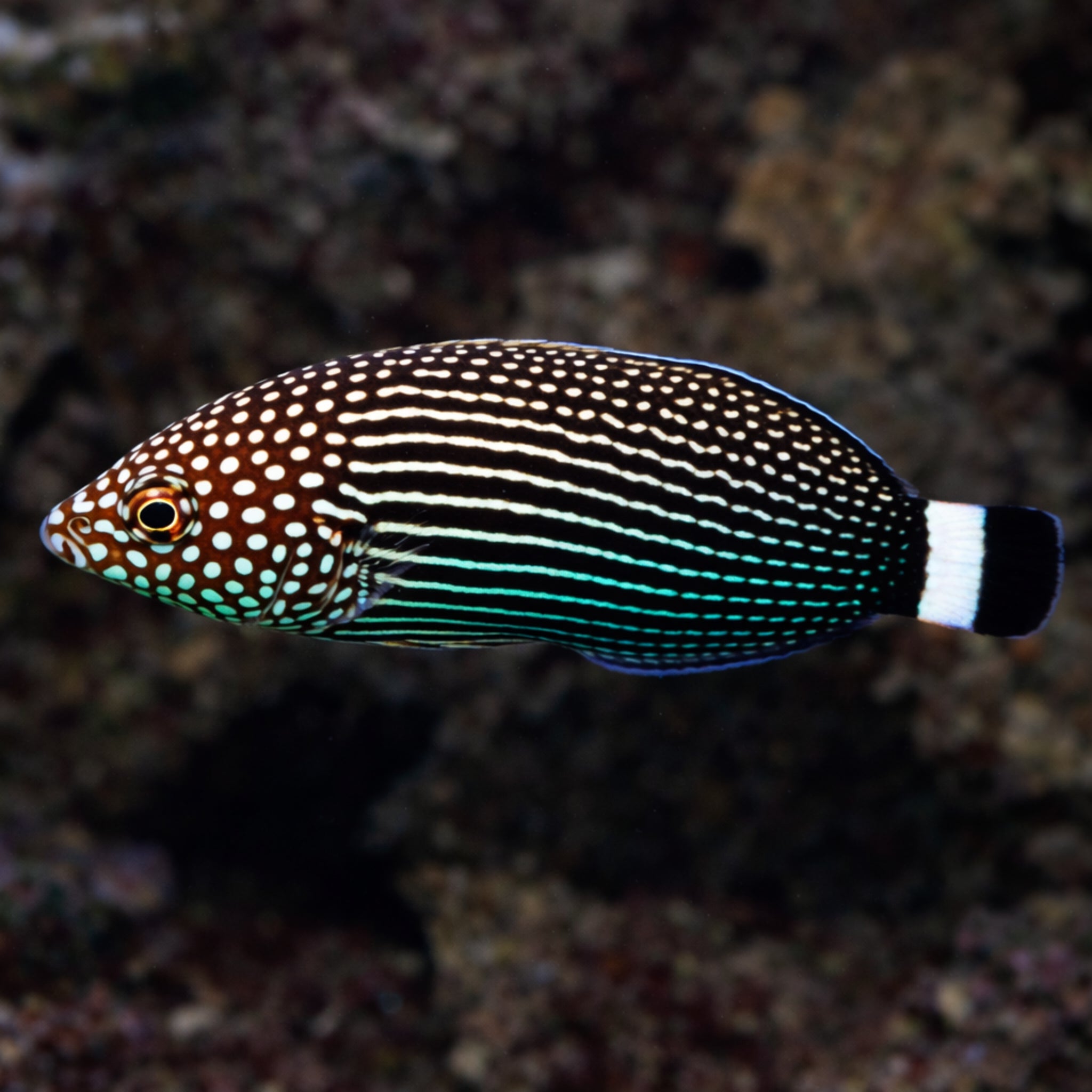 Lined Tamarin Wrasse - Anampses lineatus