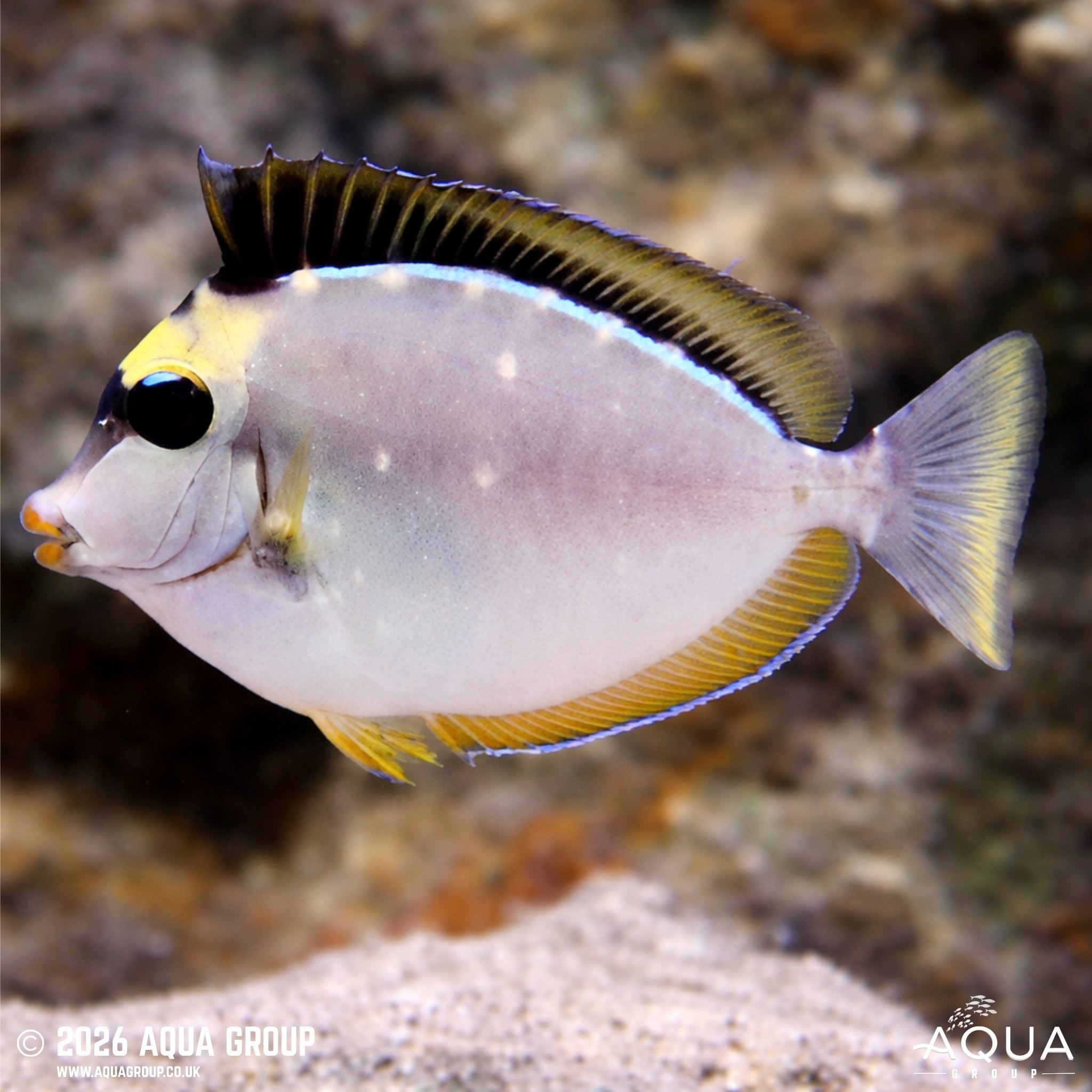 Lipstick Naso Tang - Naso lituratus