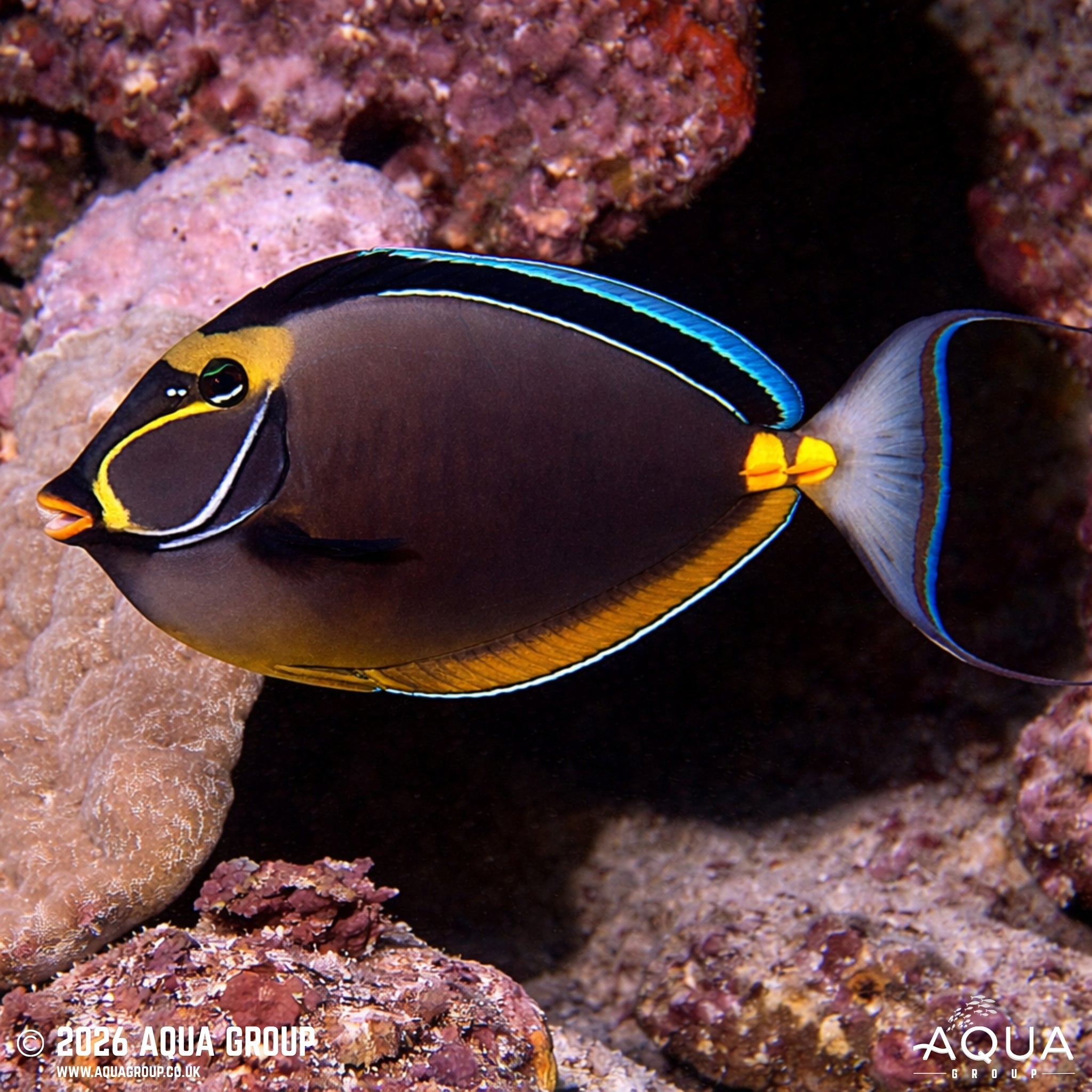 Lipstick Naso Tang - Naso lituratus