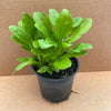 Live Food Plant; Broad Leaf Plantain (10cm pot)