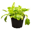 Live Food Plant; Selfheal (10cm pot)