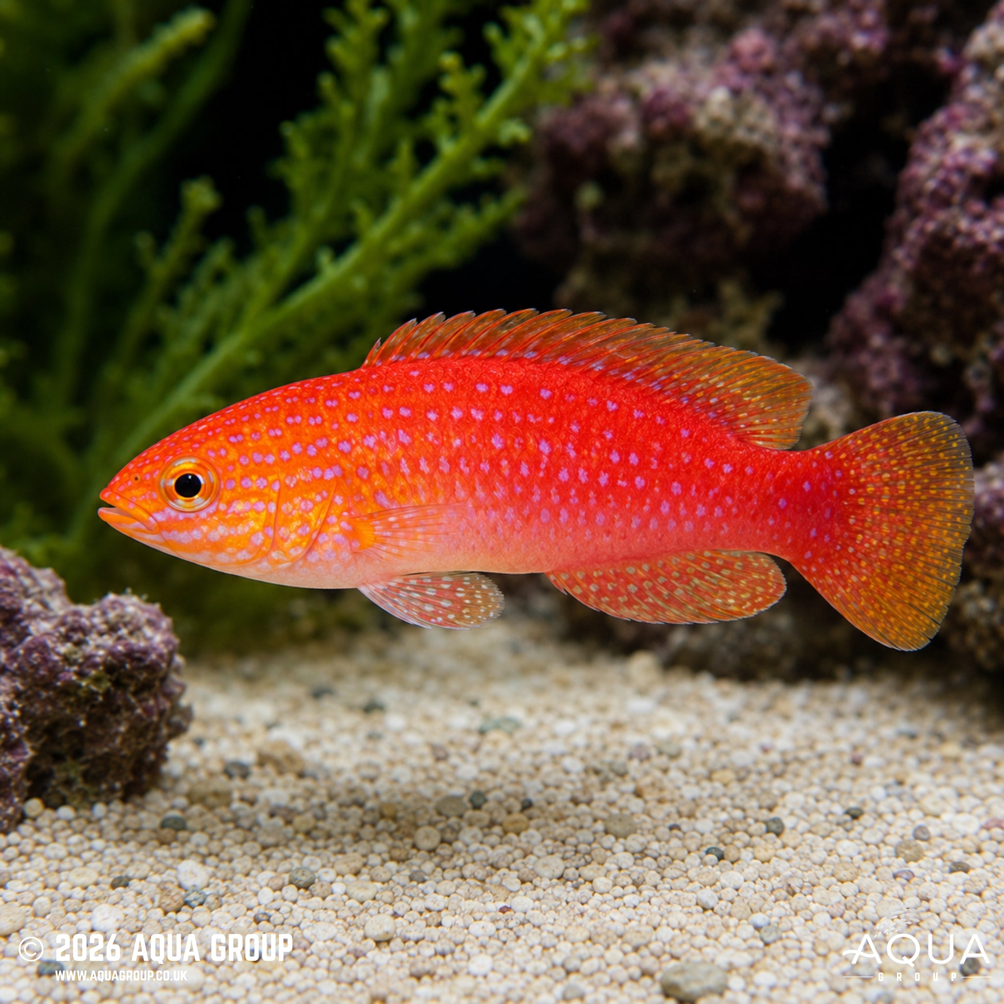 Long Tail Fairy Wrasse - Cirrhilabrus lanceolatus