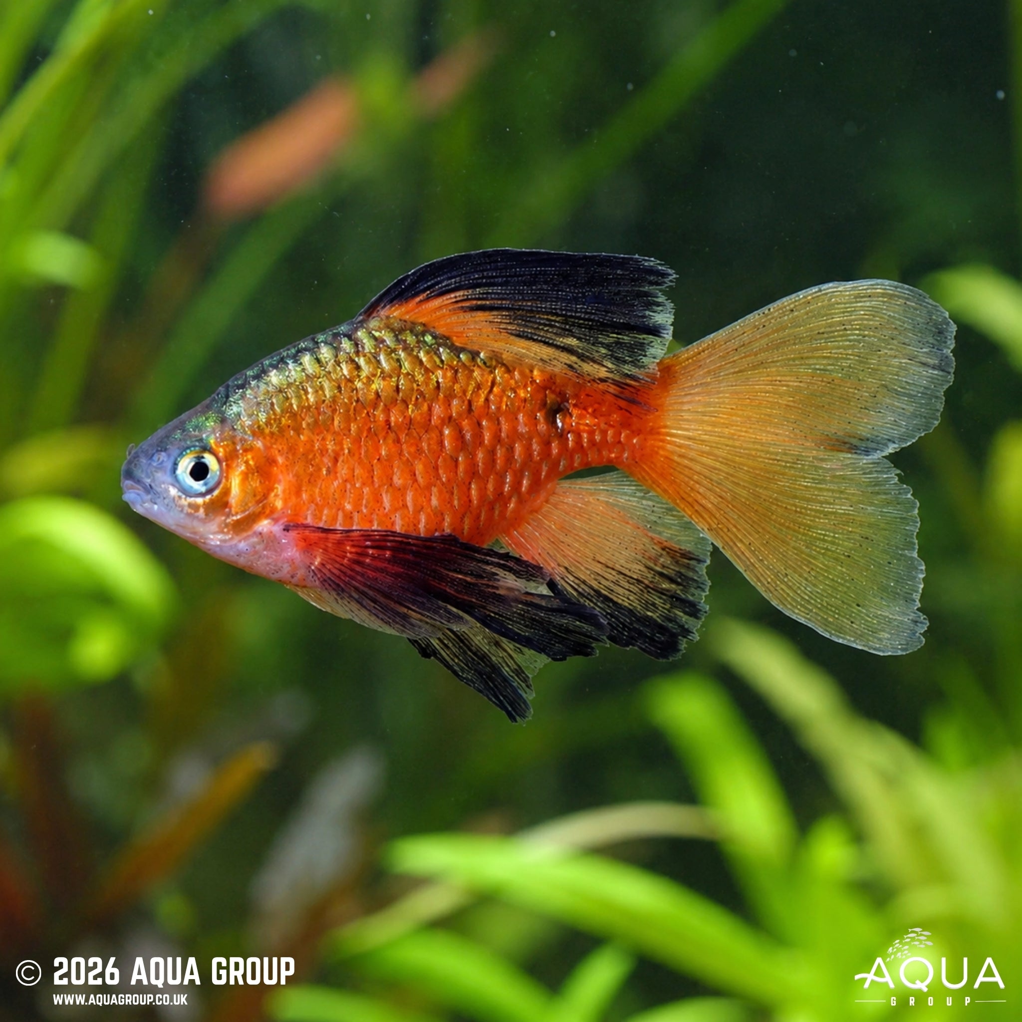 Longfin Black Tipped Rosy Barb - Pethia conchonius