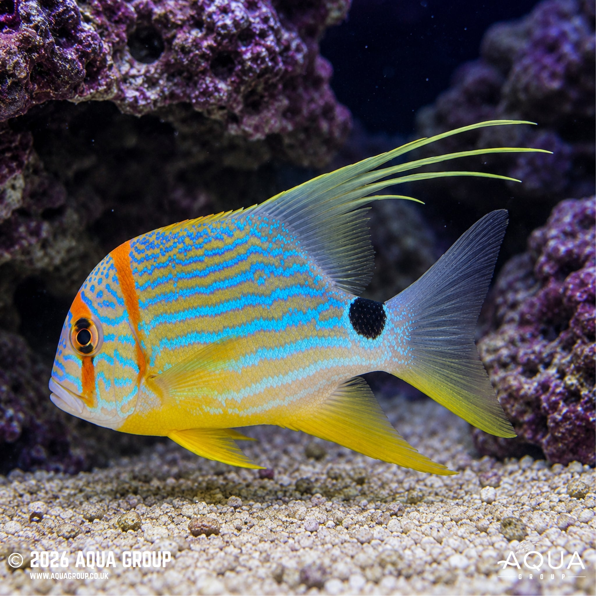 Longfin Snapper - Symphoricthys spilurus