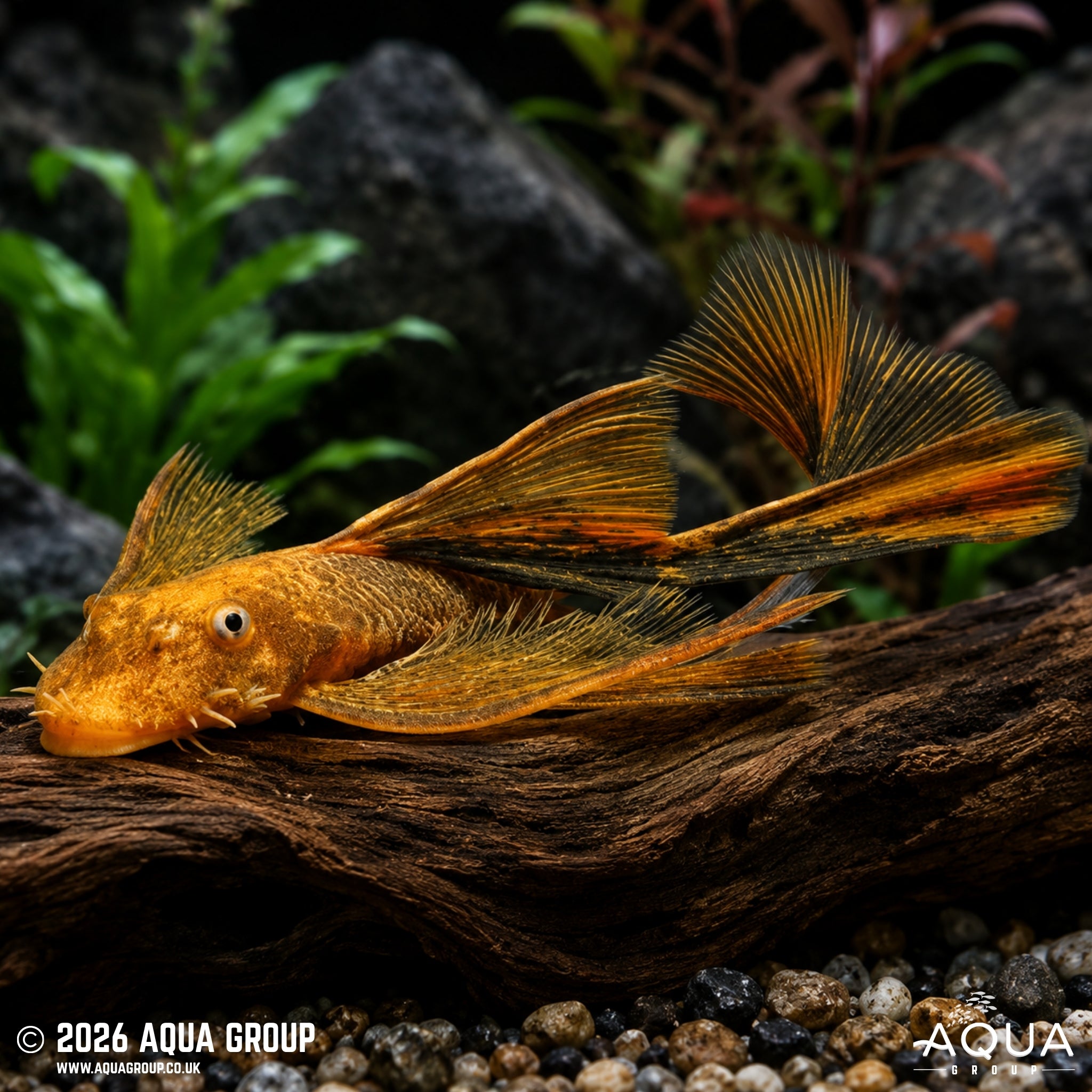 Longfin Orange/Black Marble Bristlenose - Ancistrus sp.