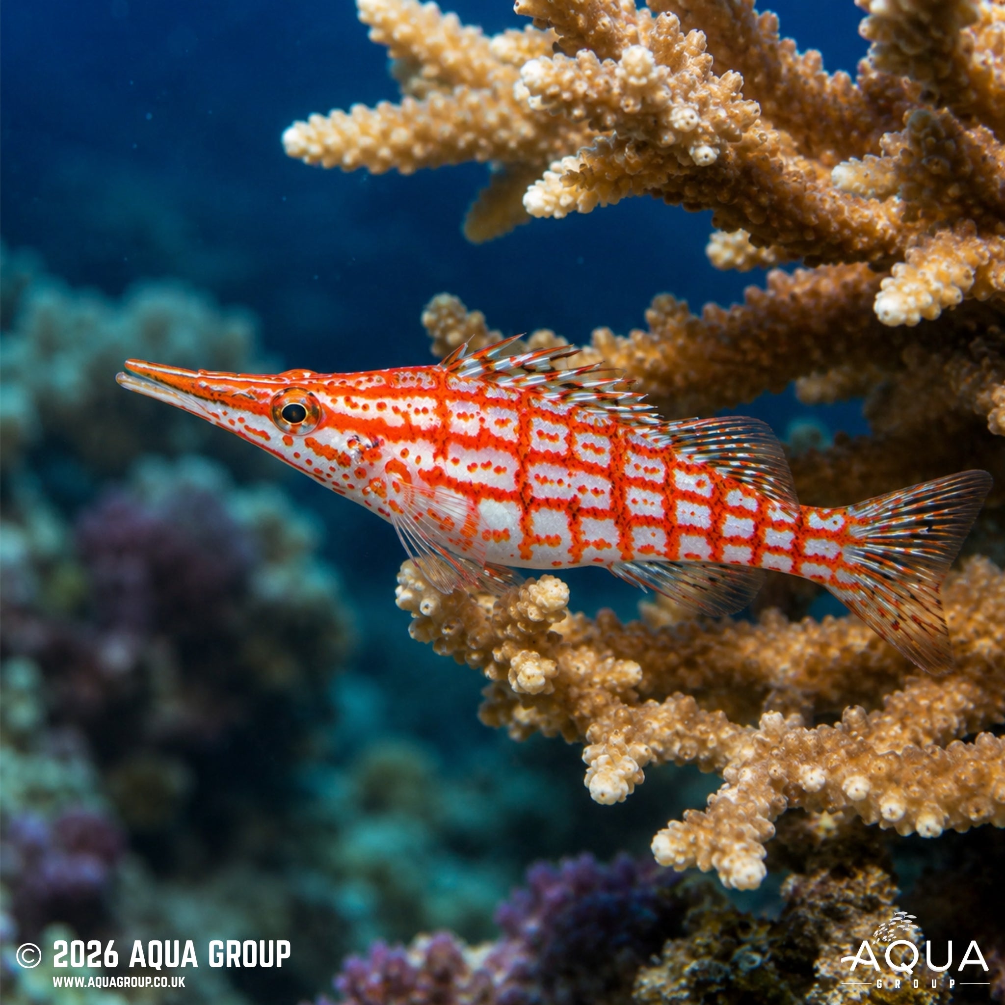 Longnose Hawk - Oxycirrhitus typus - Aqua Group