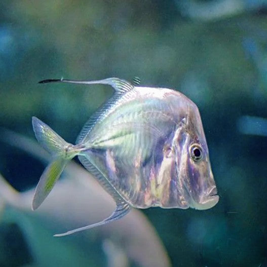 Lookdown - Tank Bred Pairs - Aqua Group