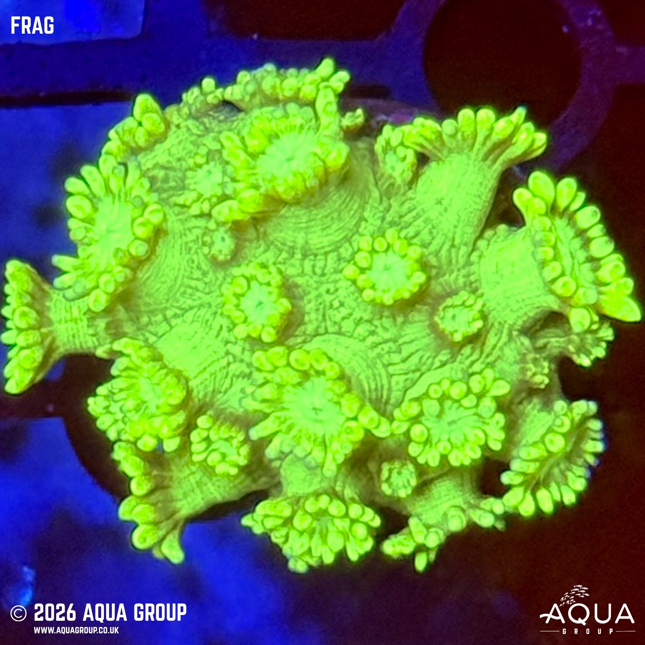 Luminous Green Goniopora - Goniopora sp.