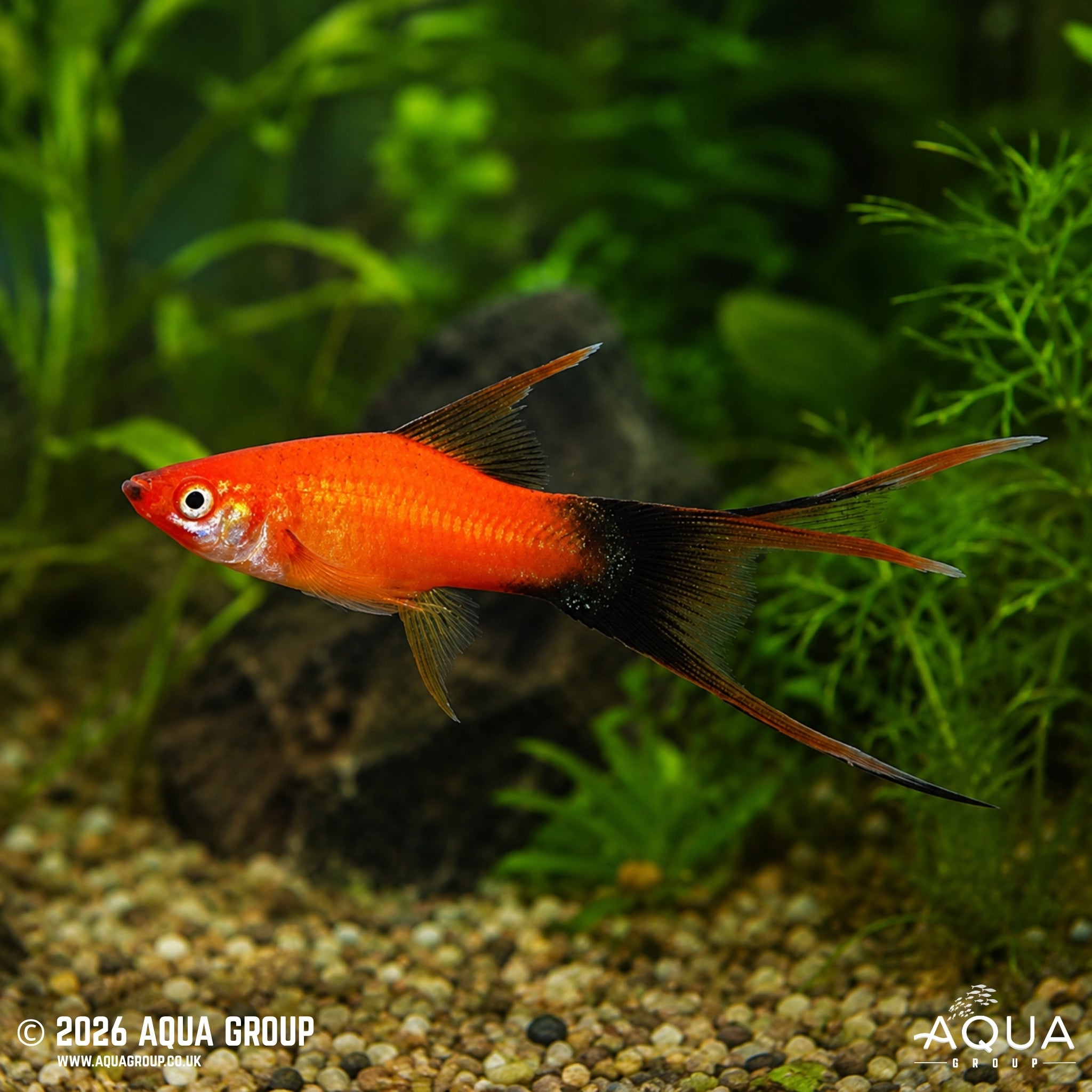Lyretail Red Wag Swordtail - Xiphophorus helleri