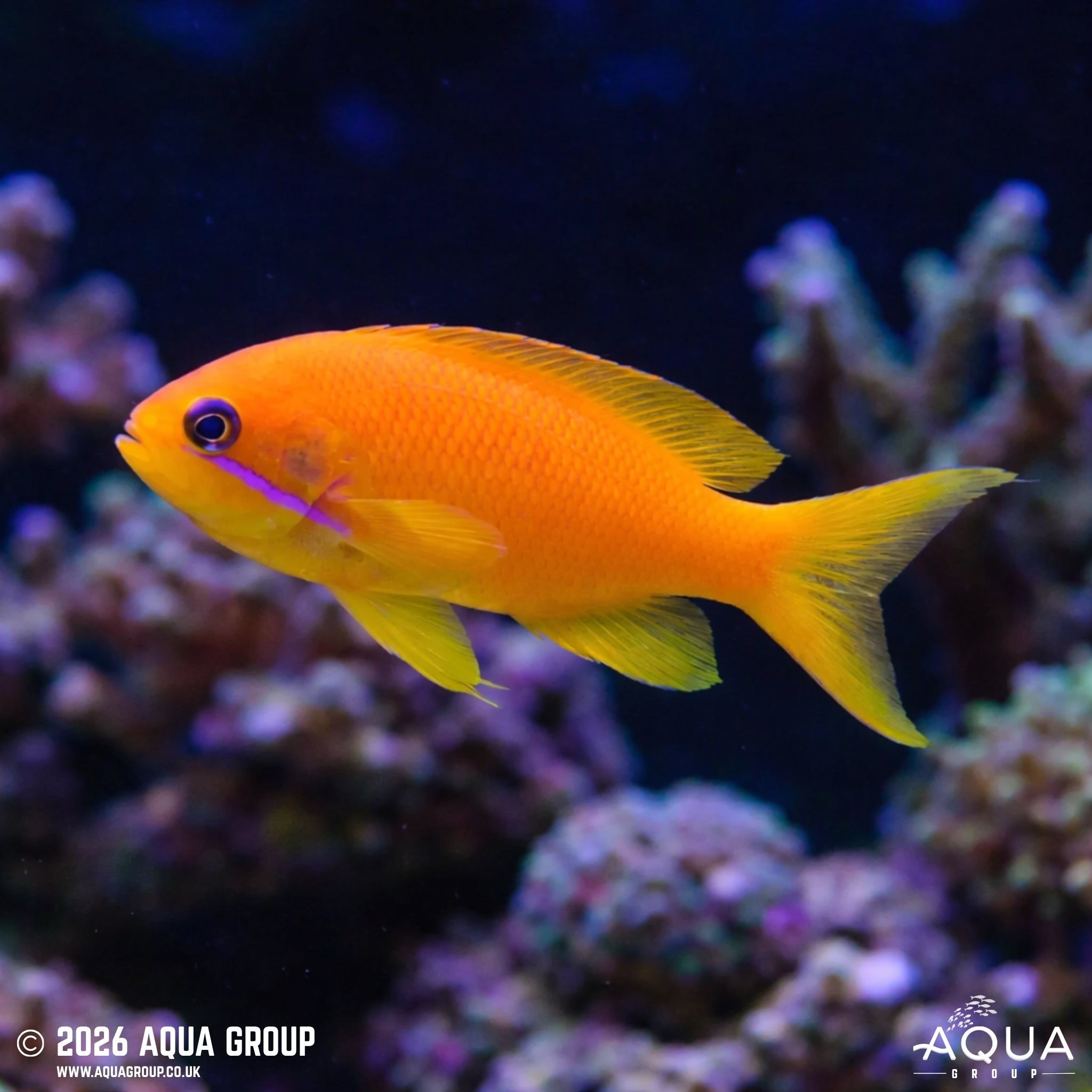 Lyretail Anthias - Pseudanthias squamipinnis - Aqua Group
