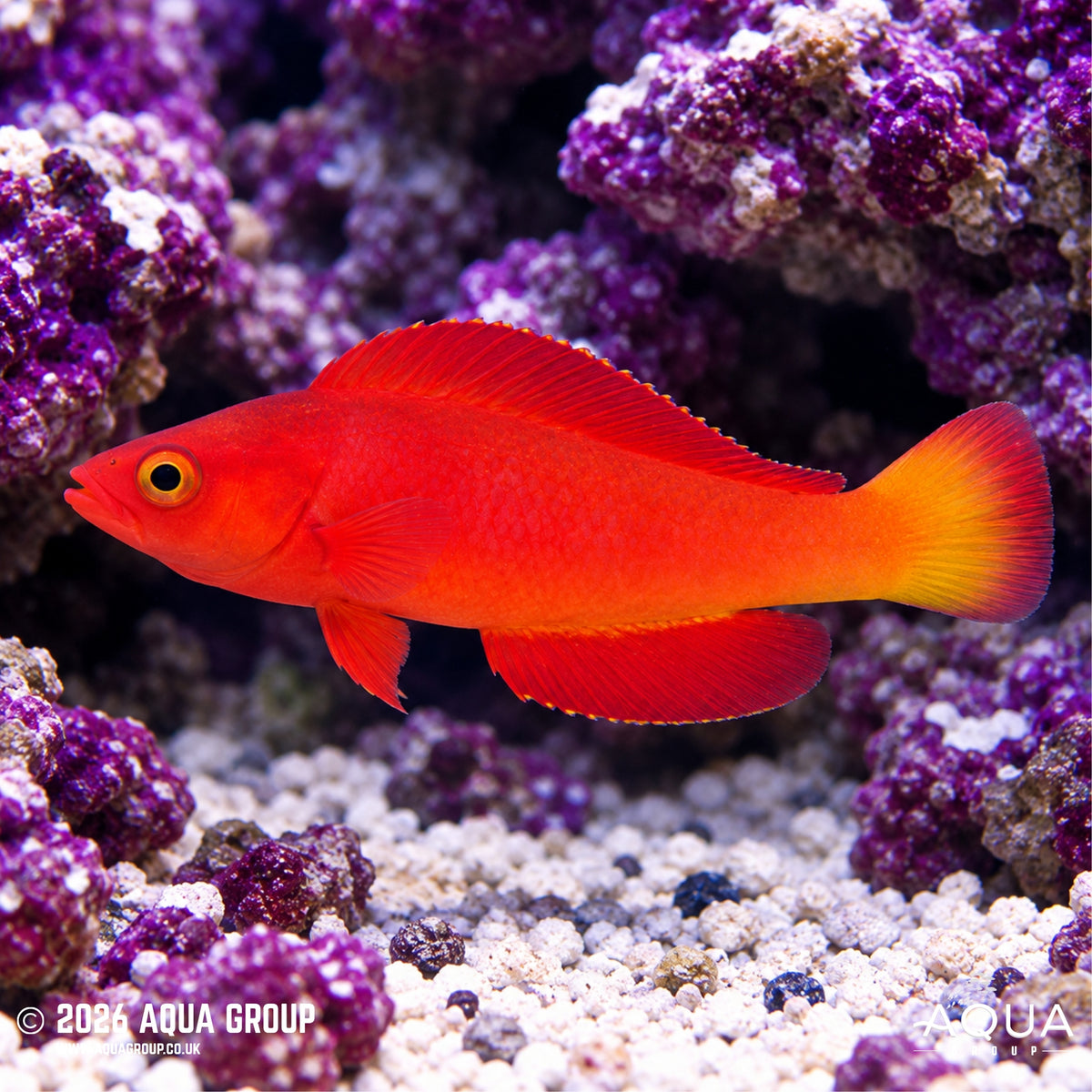 Magma Wrasse - Cirrhilabrus shutmani