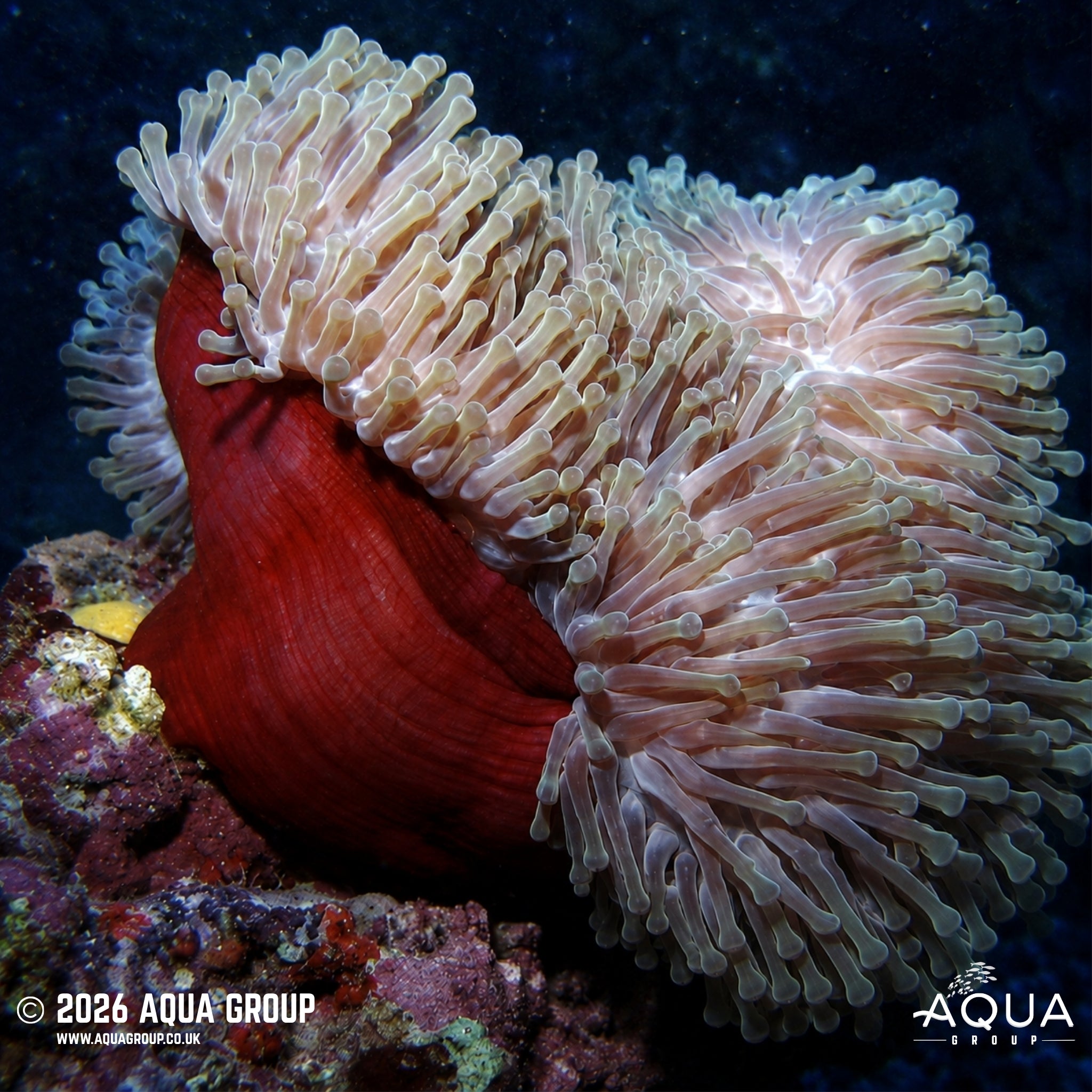 Magnificent Sea Anemone - Heteractis magnifica