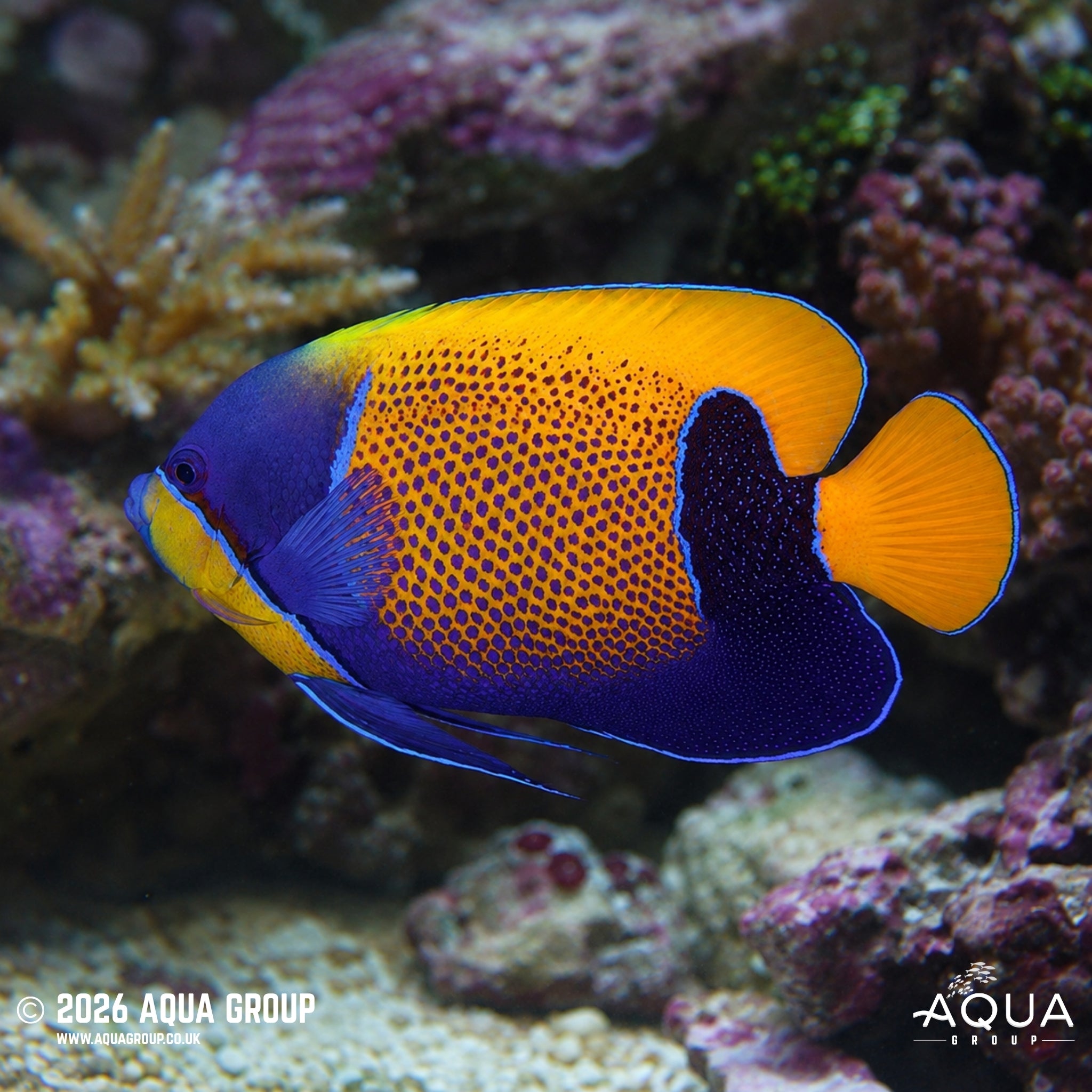 Majestic Angel - Pomacanthus navarchus