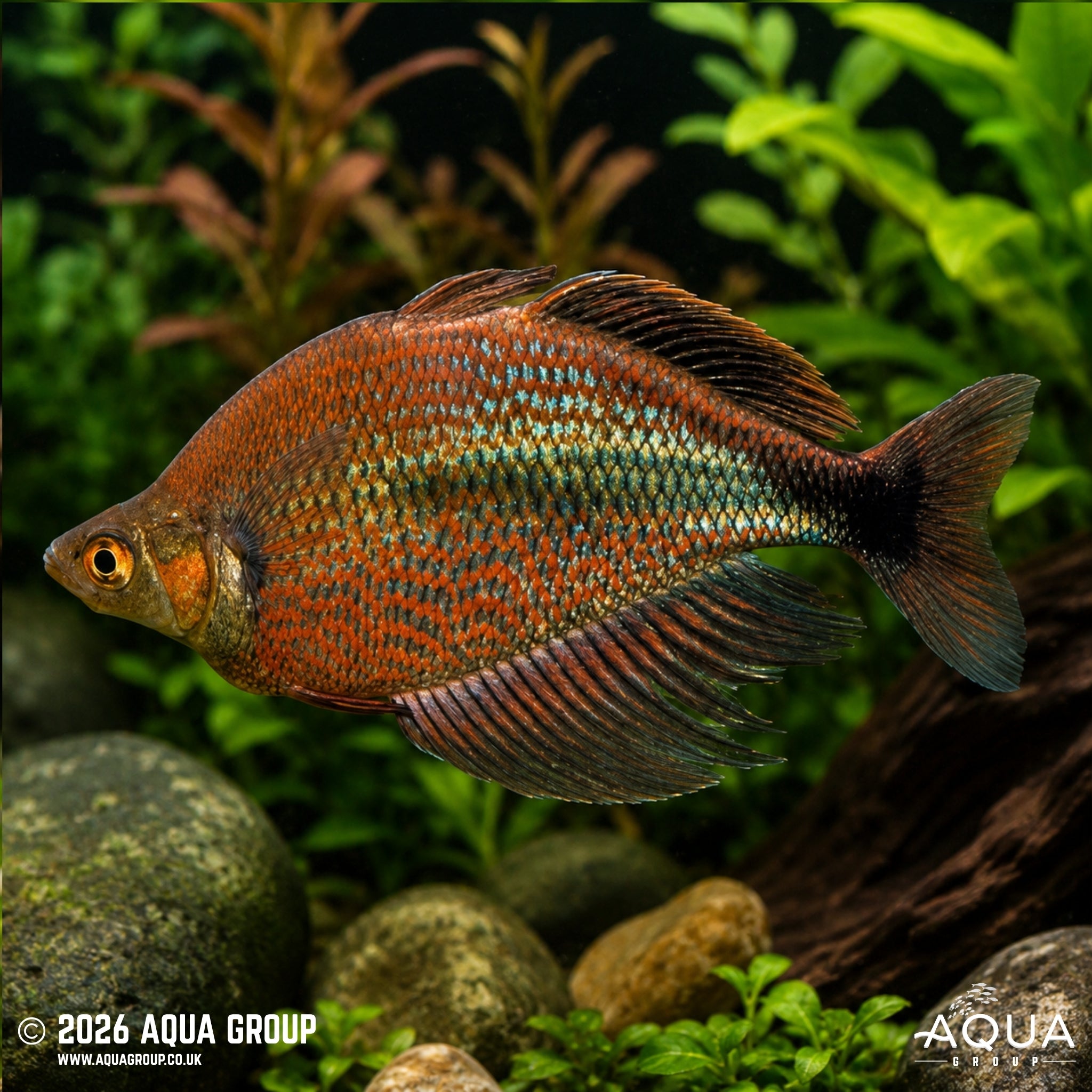 Mamberamo River Rainbow - Glossolepis multisquamata