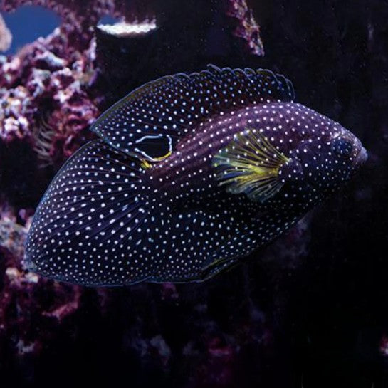 Marine Betta