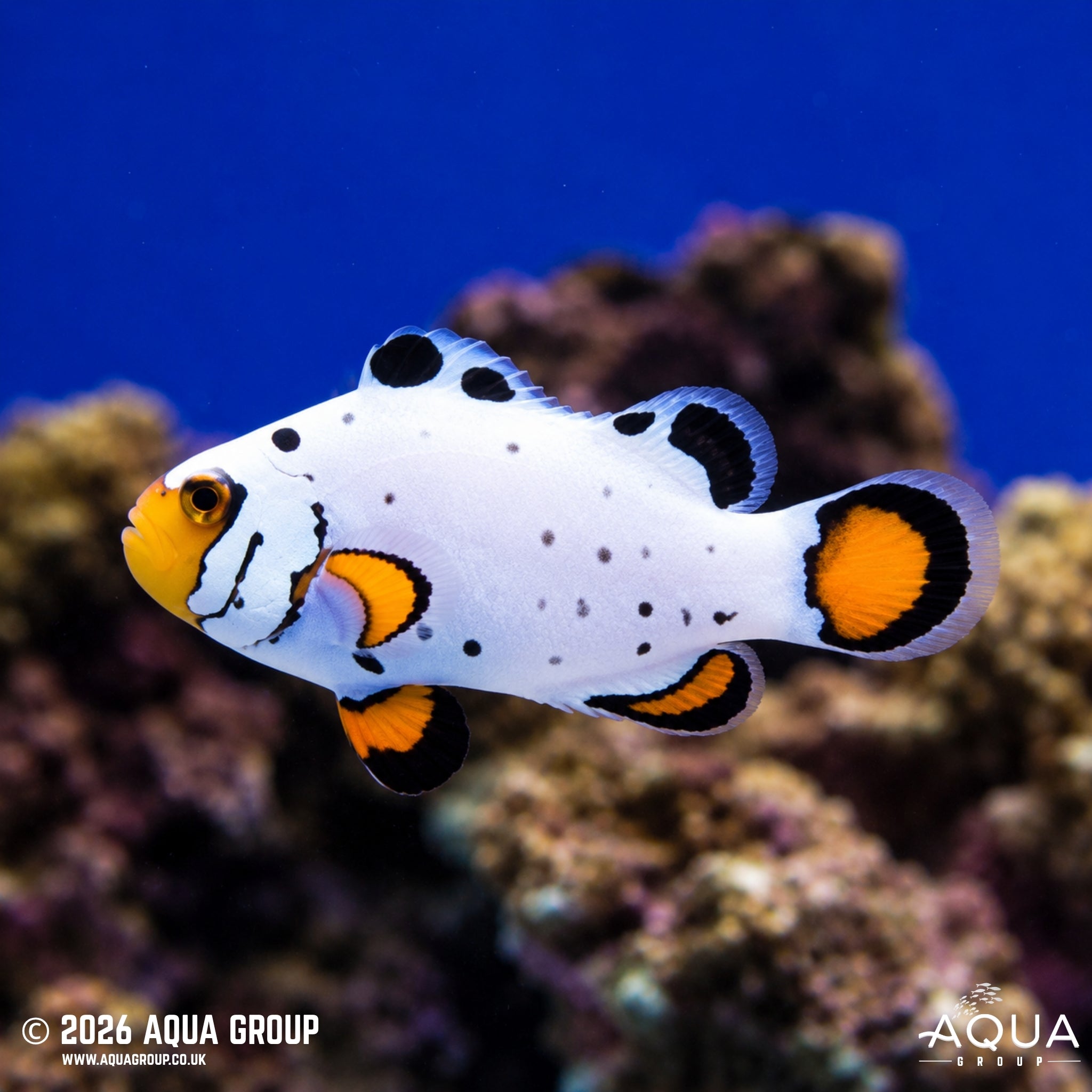 Frostbite Clownfish (Amphiprion ocellaris) - Aqua Group