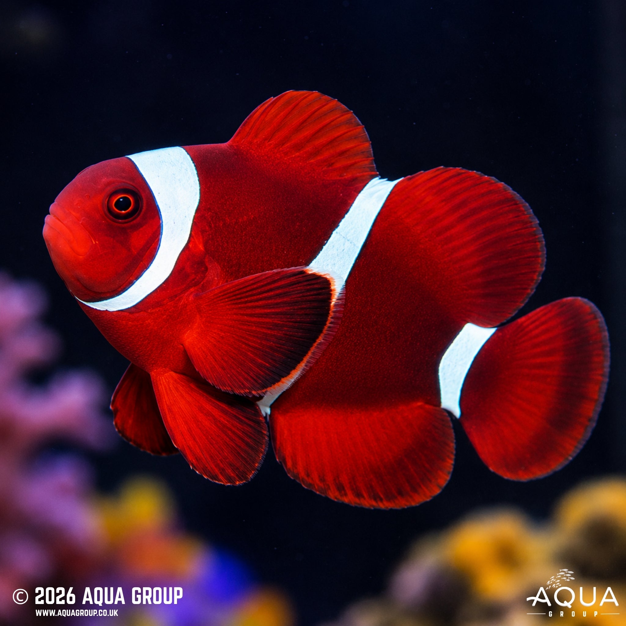 Maroon Clownfish - Amphiprion biaculeatus - Aqua Group