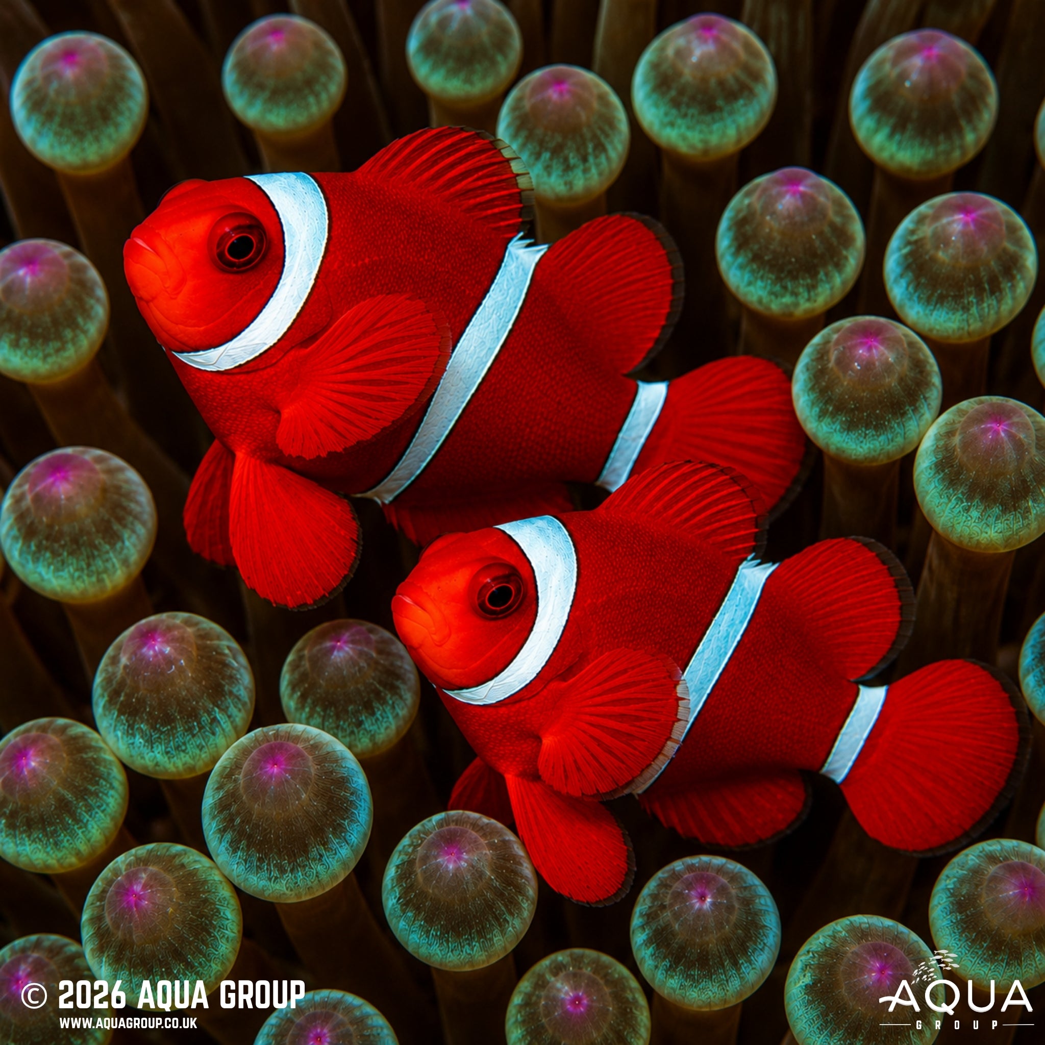 Maroon Clownfish - Amphiprion biaculeatus - Aqua Group