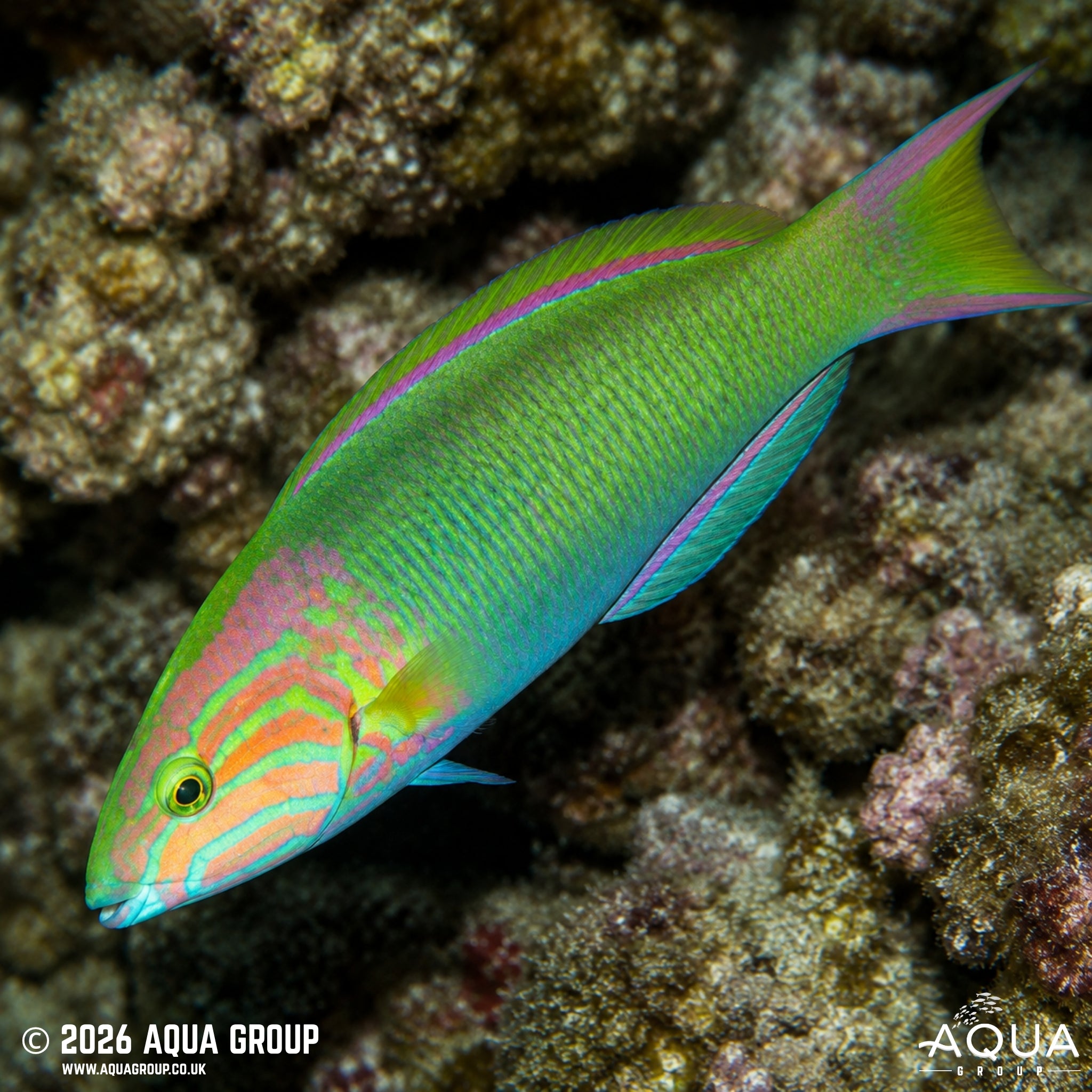 Marshall Islands Wrasse - Thalassoma lutescens