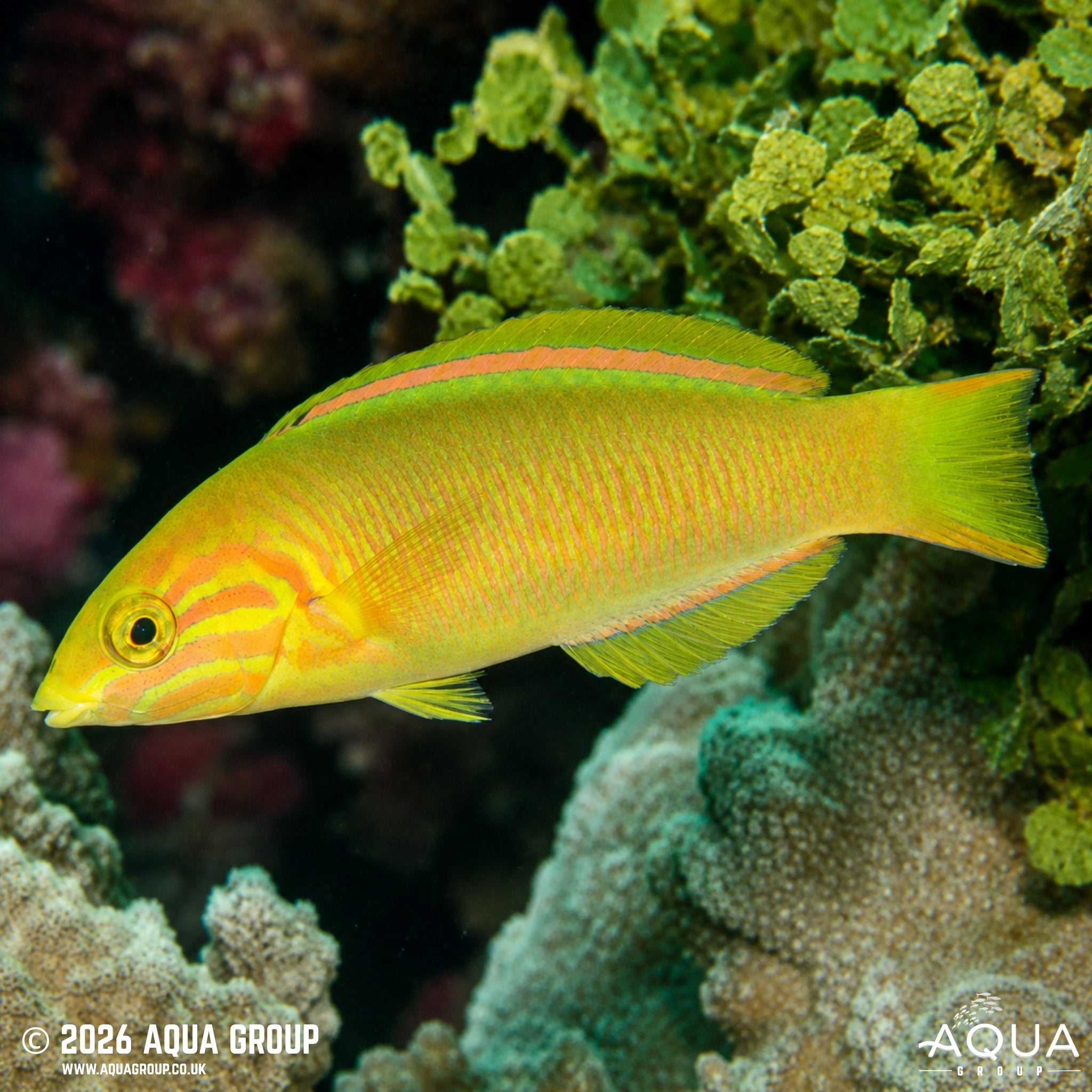 Marshall Islands Wrasse - Thalassoma lutescens
