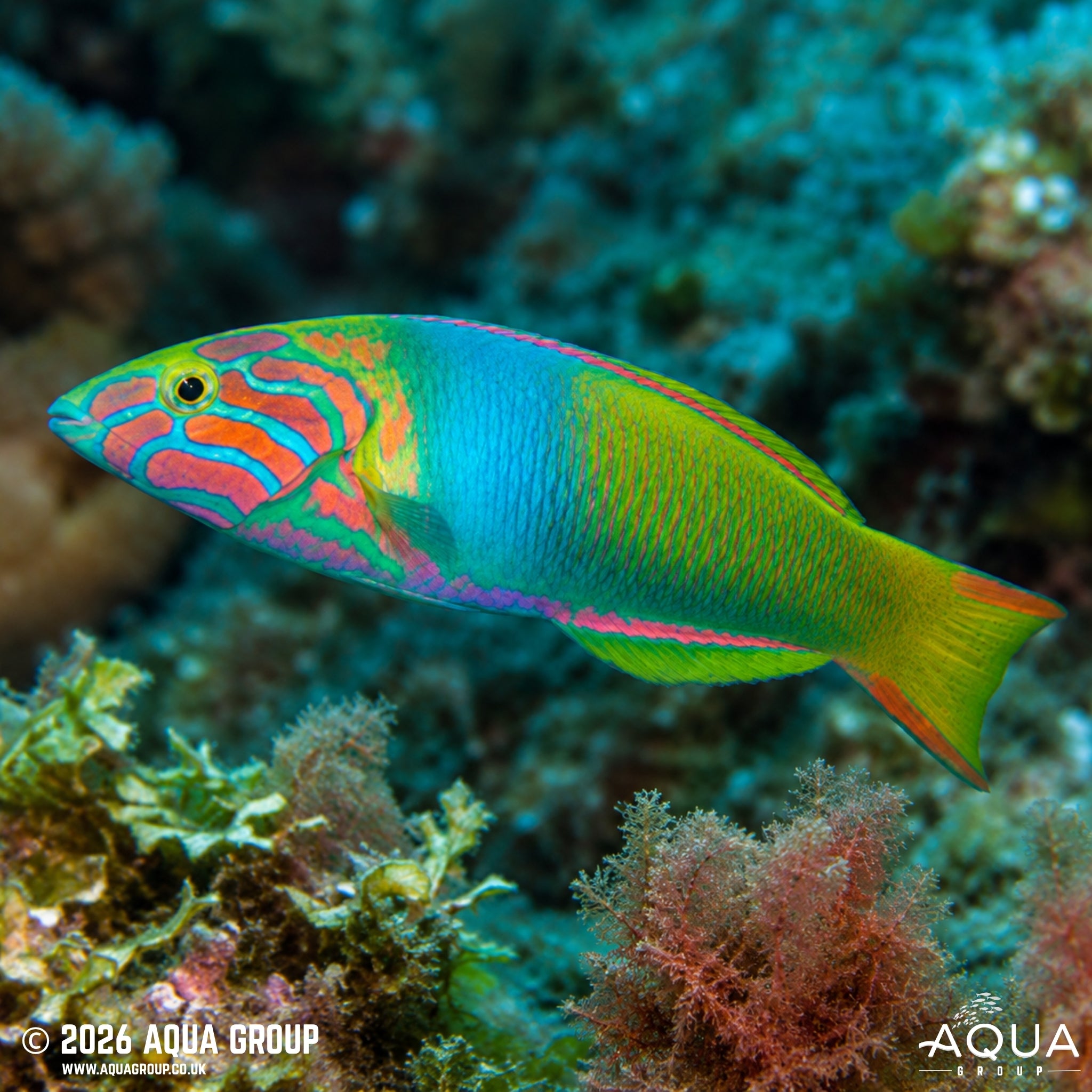 Marshall Islands Wrasse - Thalassoma lutescens