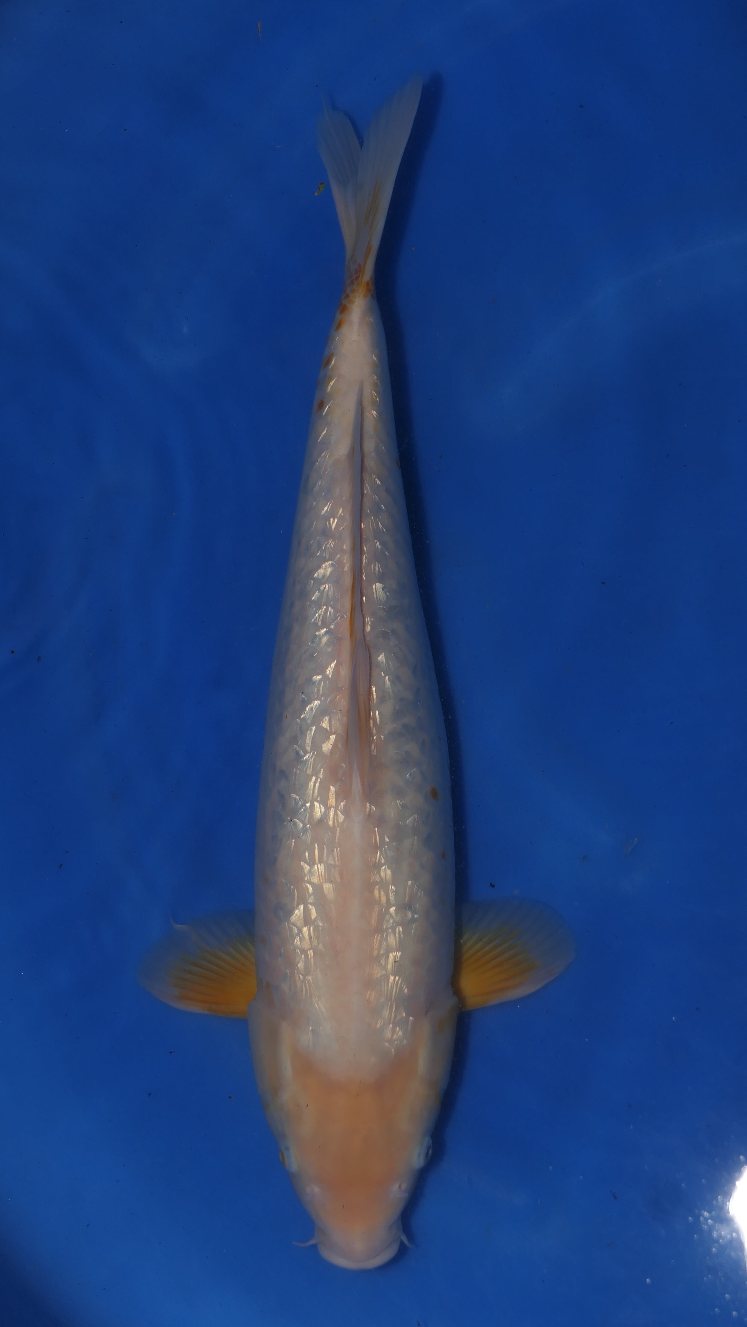 Golden Corn - Maruchiku - Nisai - #01