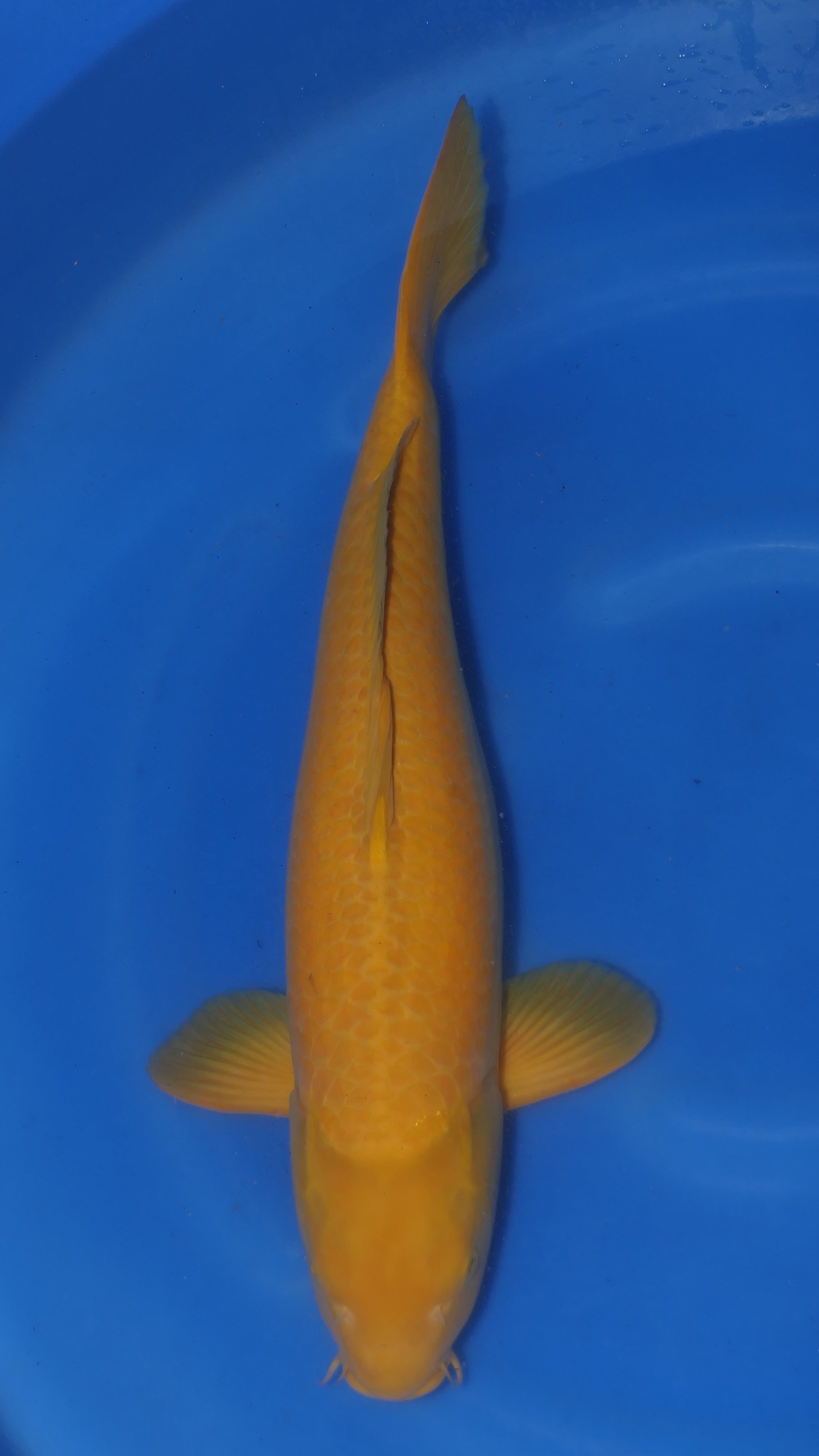 Karashigoi - Maruchiku - Nisai - #01