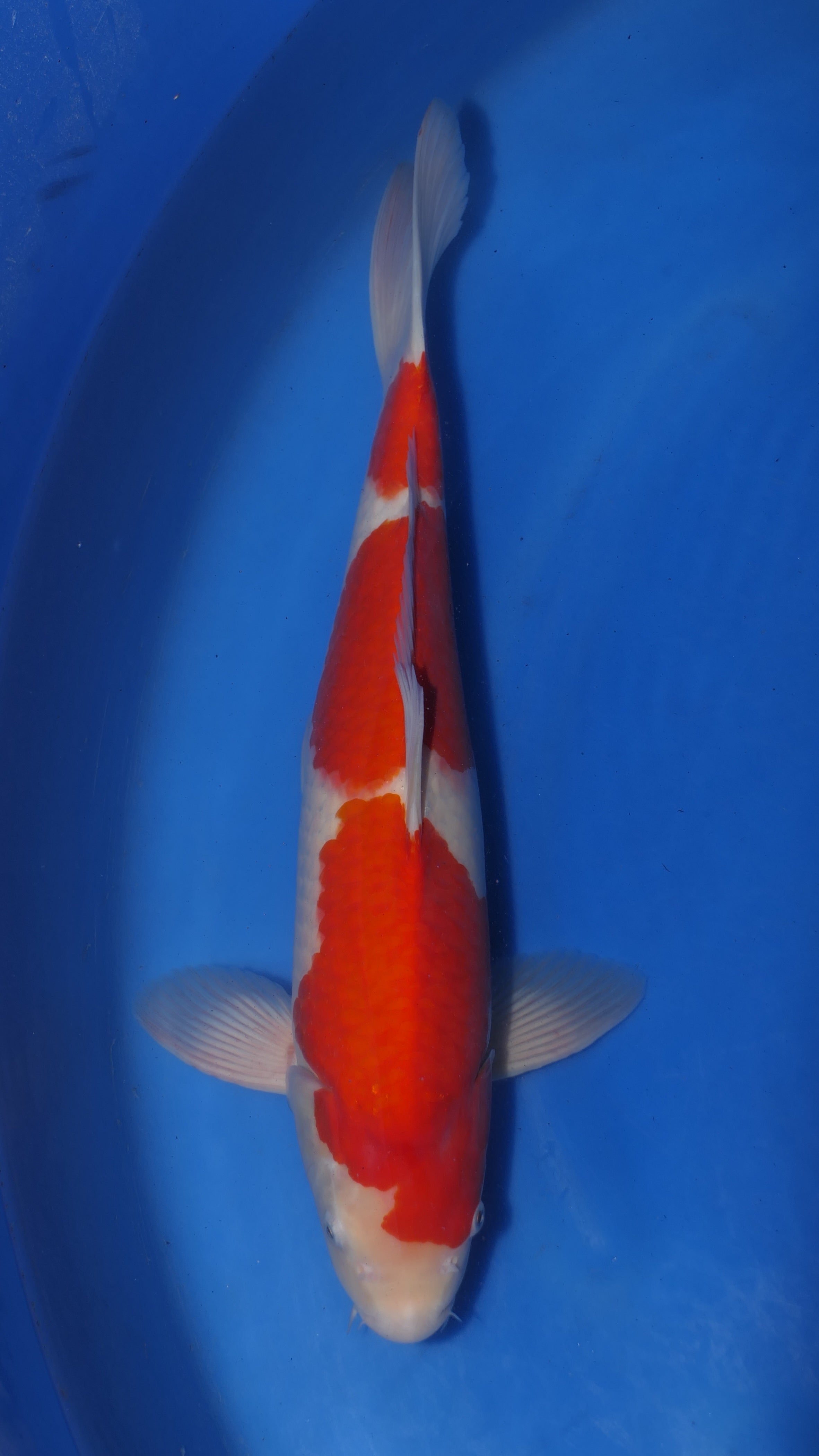 Kohaku - Maruchiku - Nisai - #02