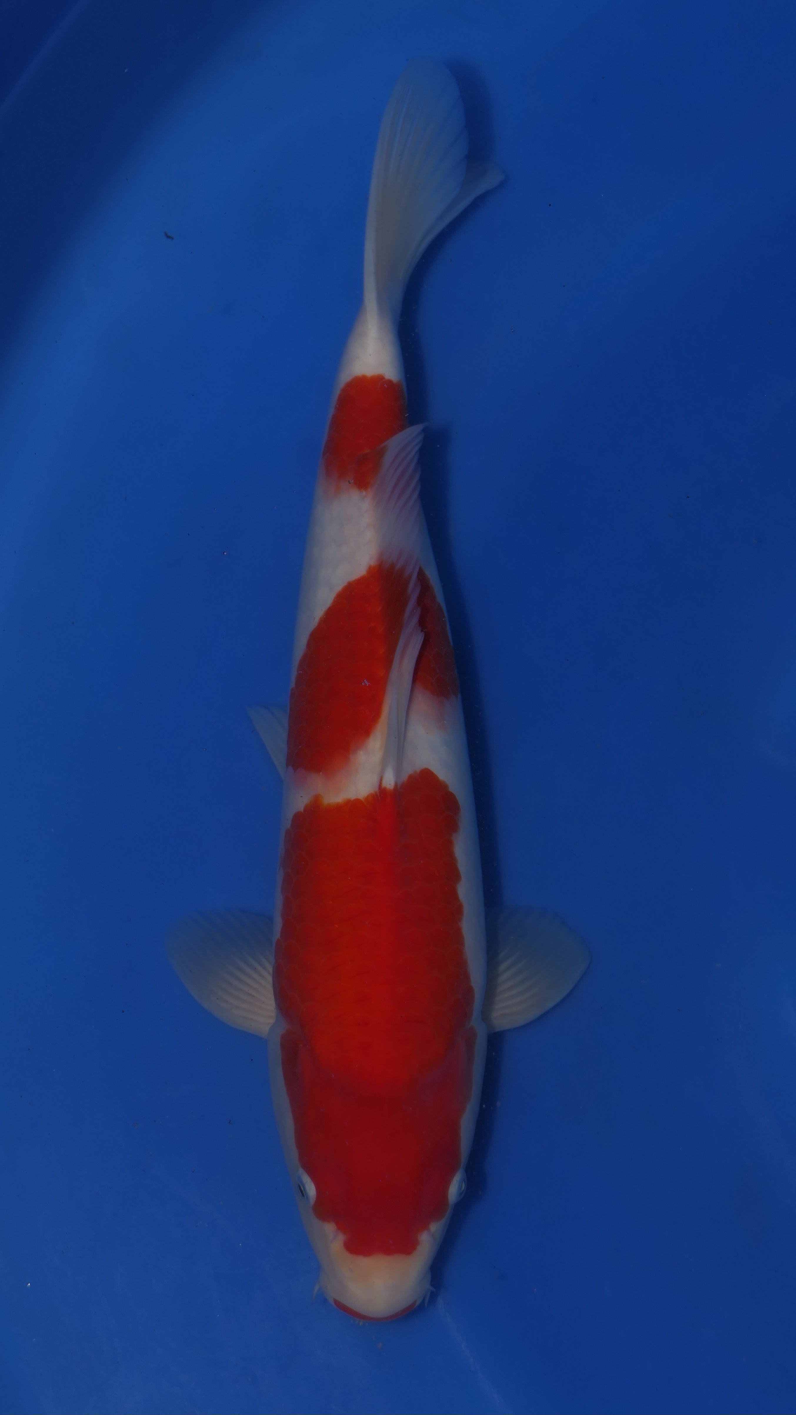 Kohaku - Maruchiku - Nisai - #04