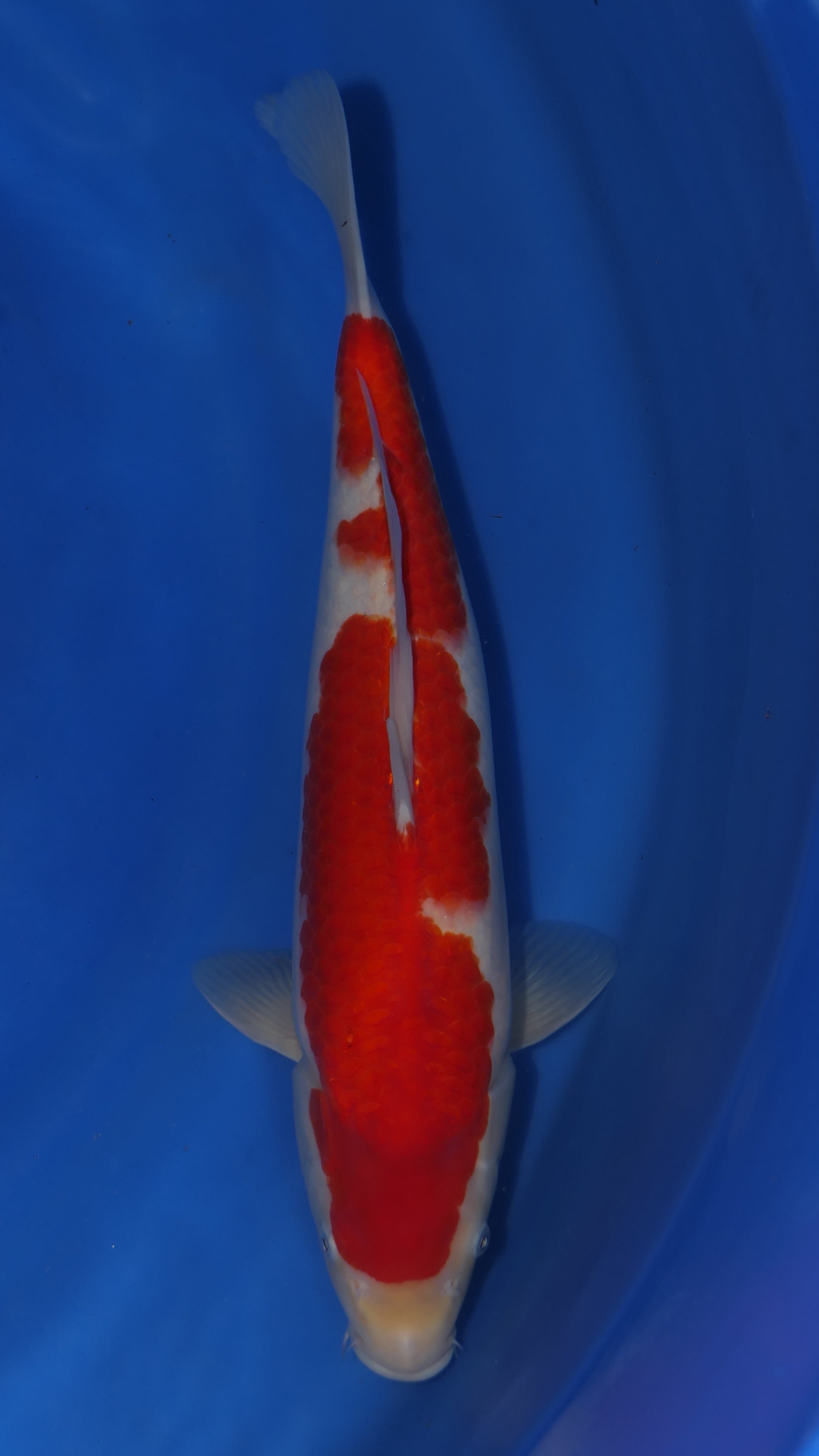 Kohaku - Maruchiku - Nisai - #05