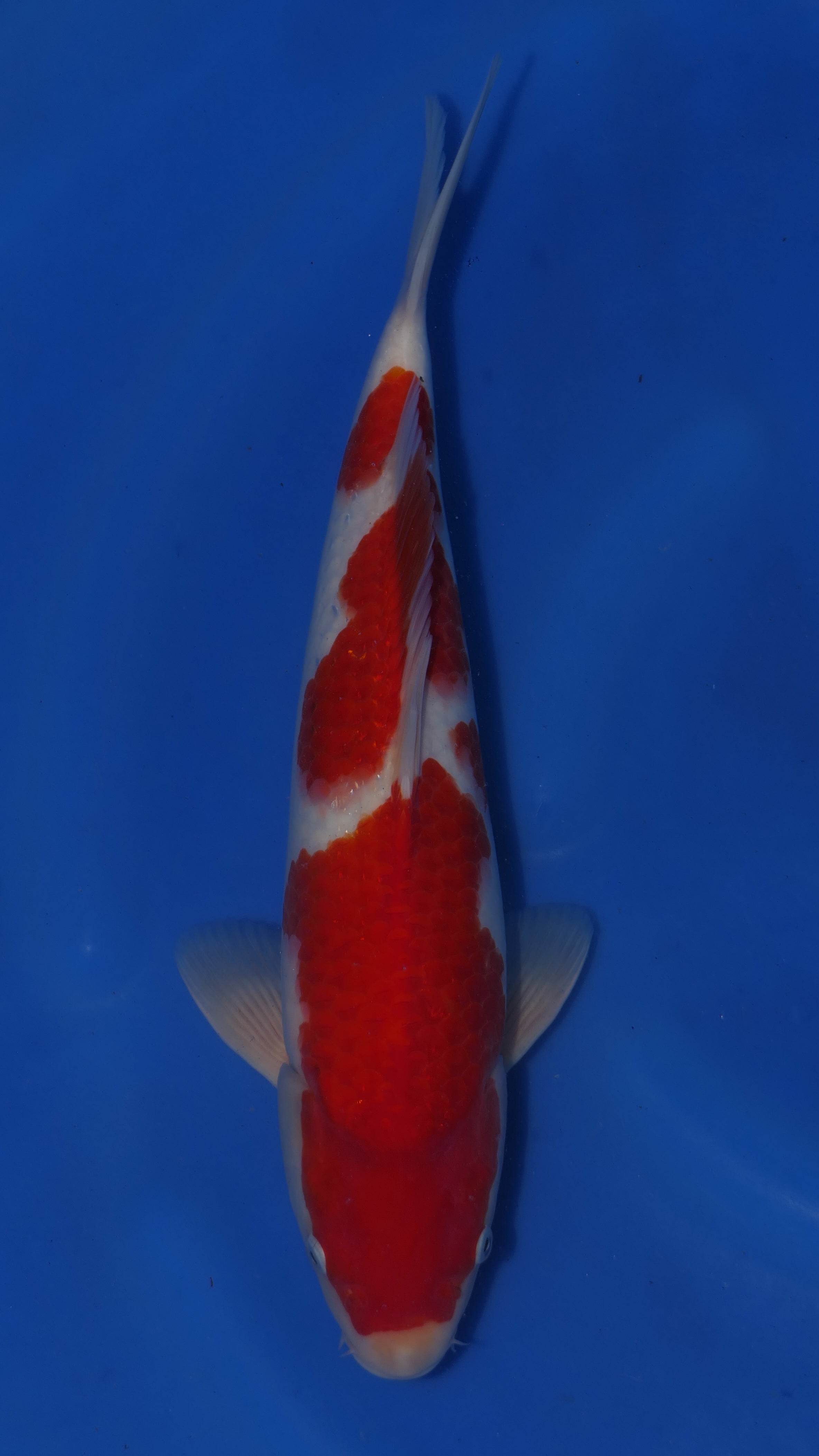 Kohaku - Maruchiku - Nisai - #07