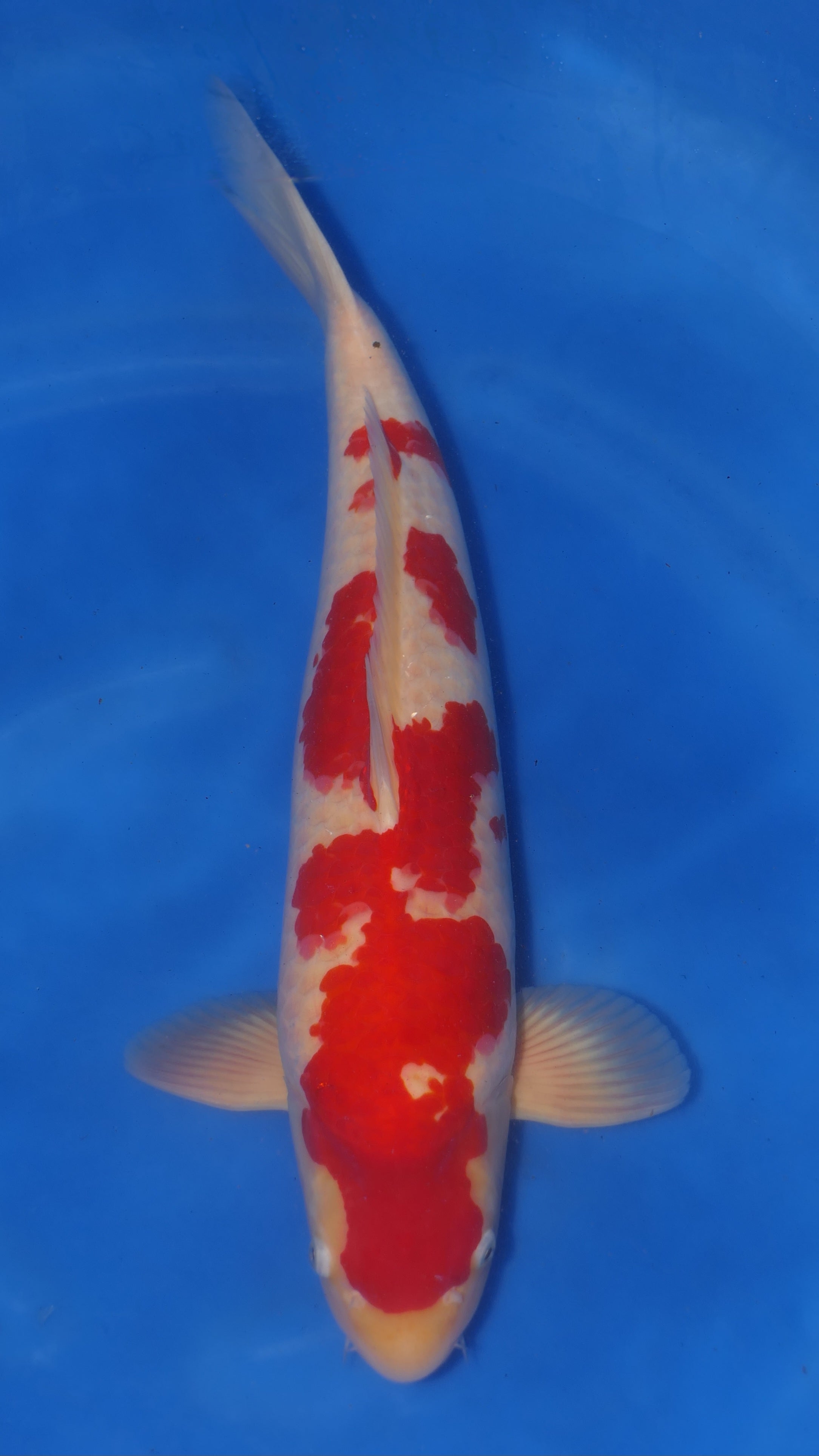 Kohaku - Maruchiku - Nisai - #01