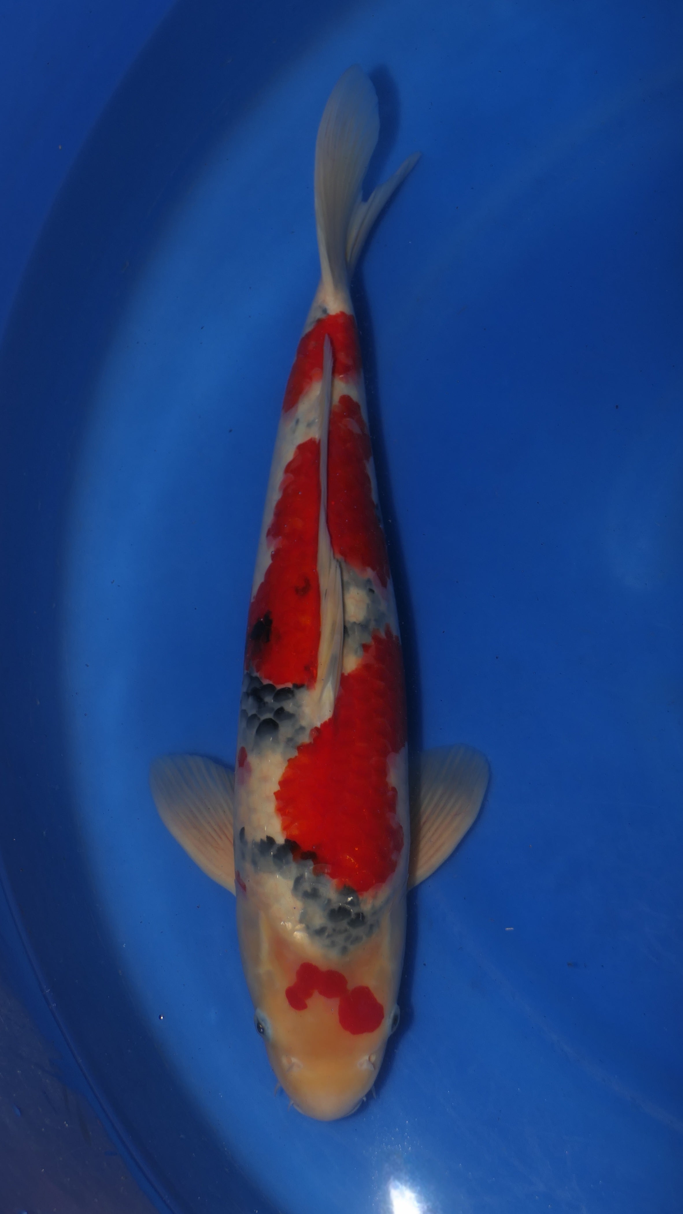 Showa - Maruchiku - Nisai - #01